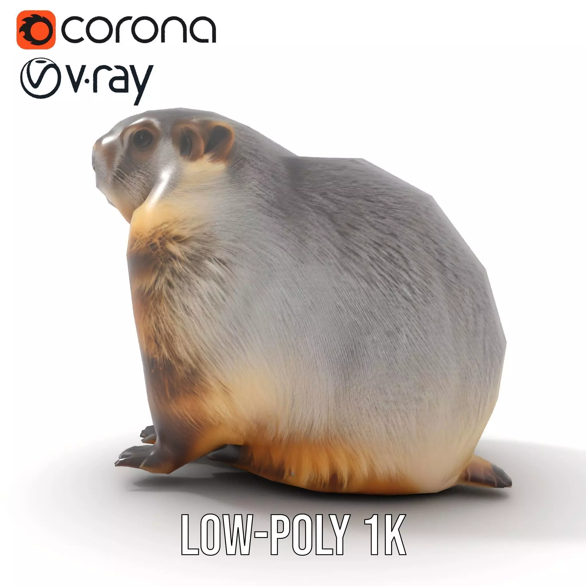 Realistic Gray Marmot model pack Low-poly 3D model_12