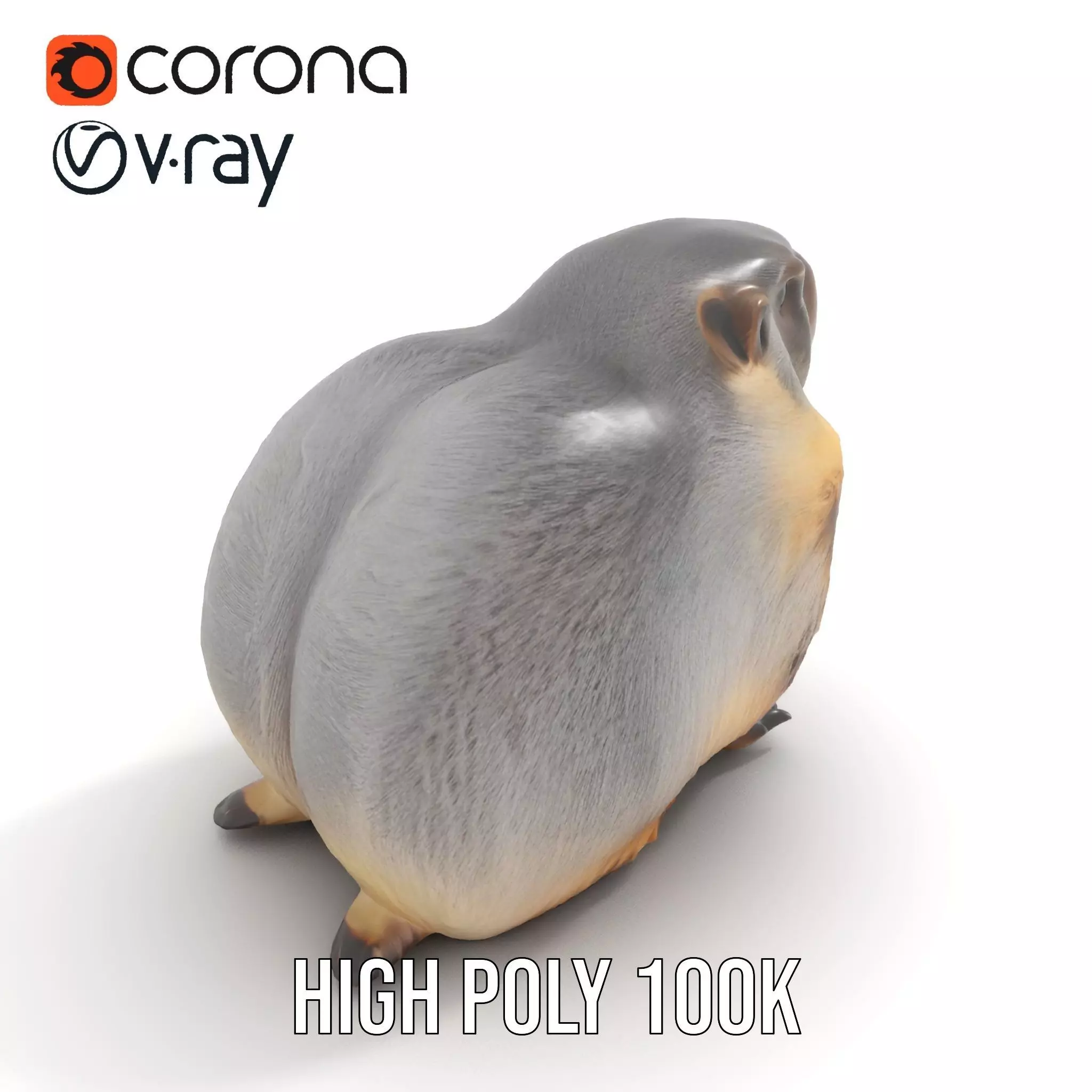 Realistic Gray Marmot model pack Low-poly 3D model_15