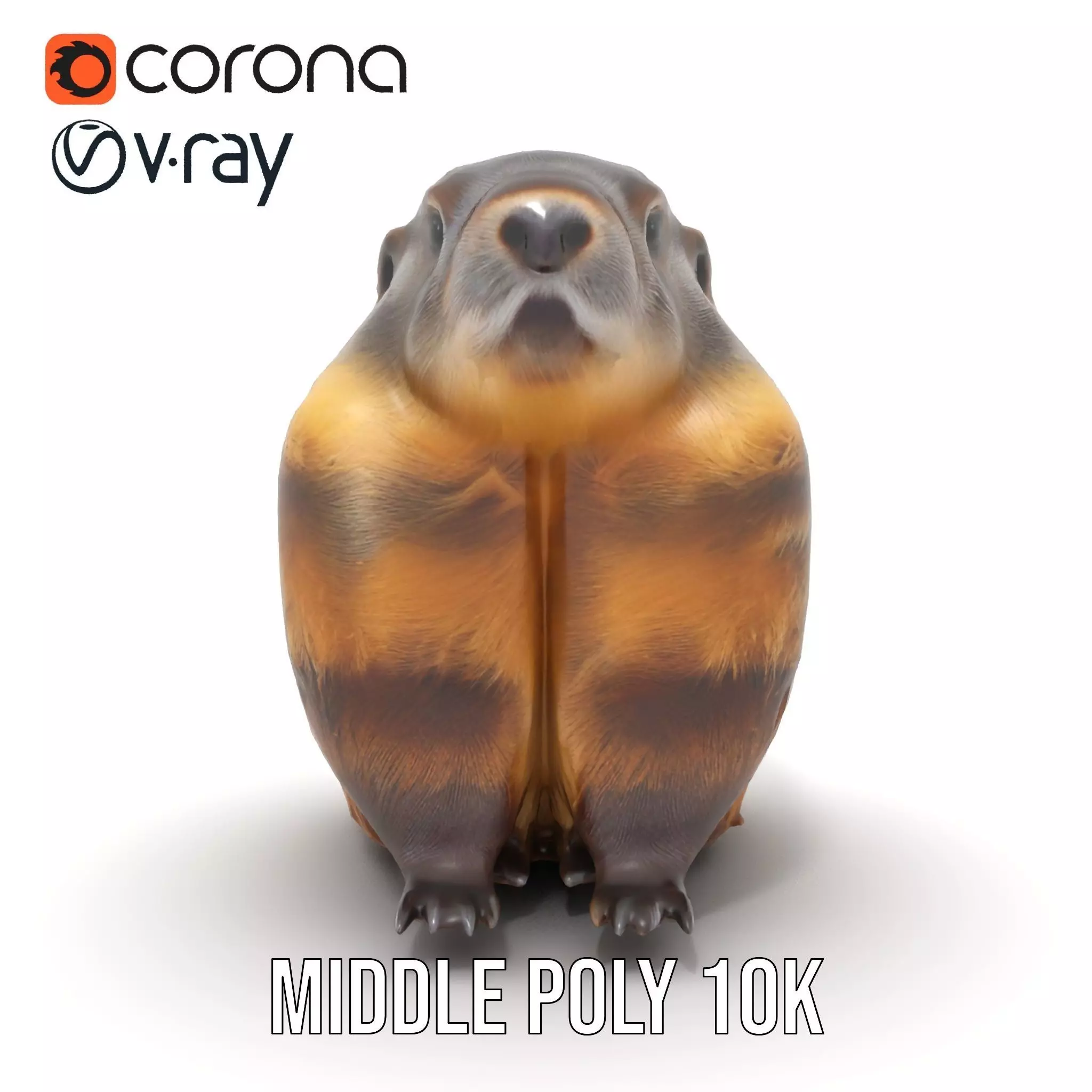 Realistic Gray Marmot model pack Low-poly 3D model_16