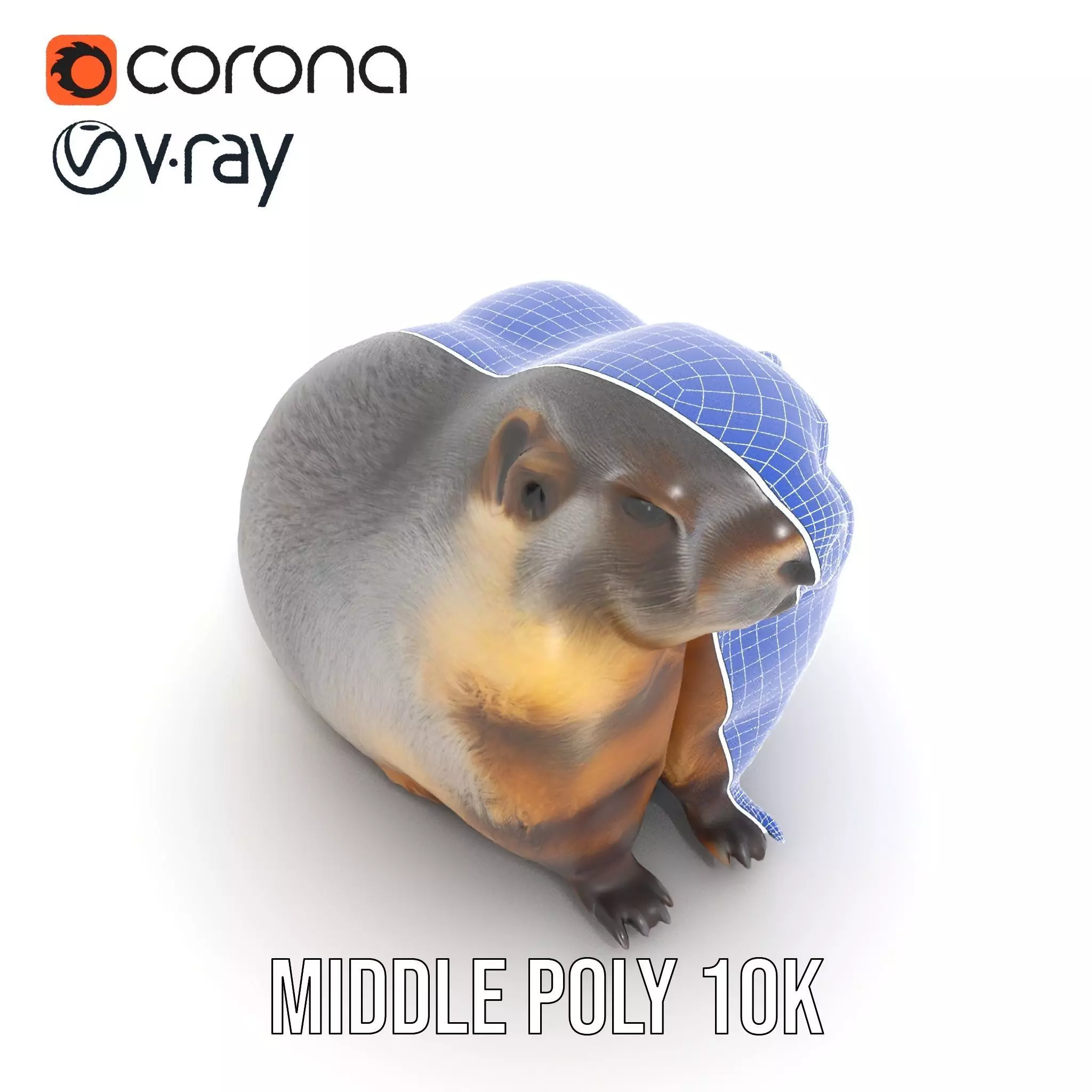 Realistic Gray Marmot model pack Low-poly 3D model_24