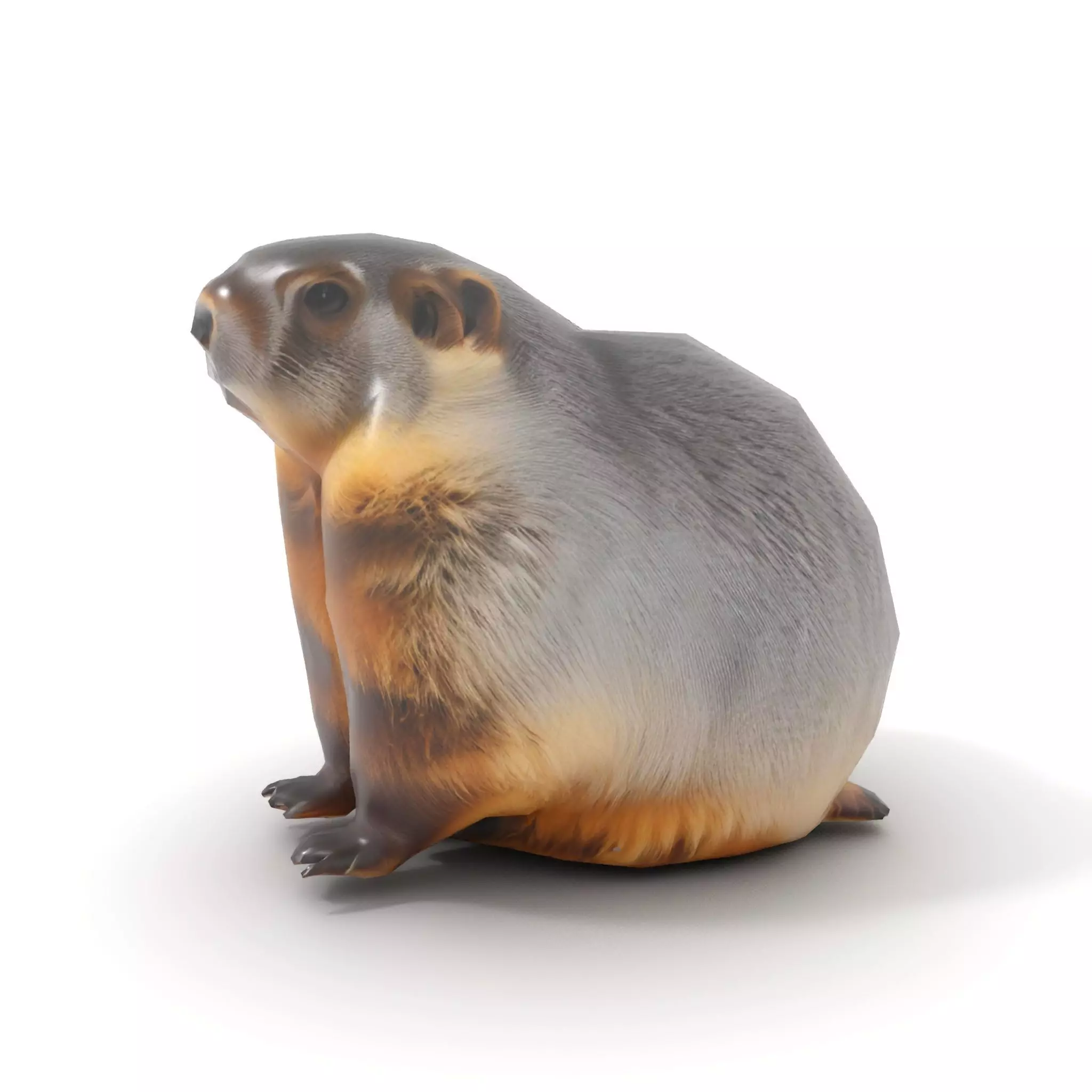 Realistic Gray Marmot model pack Low-poly 3D model_7