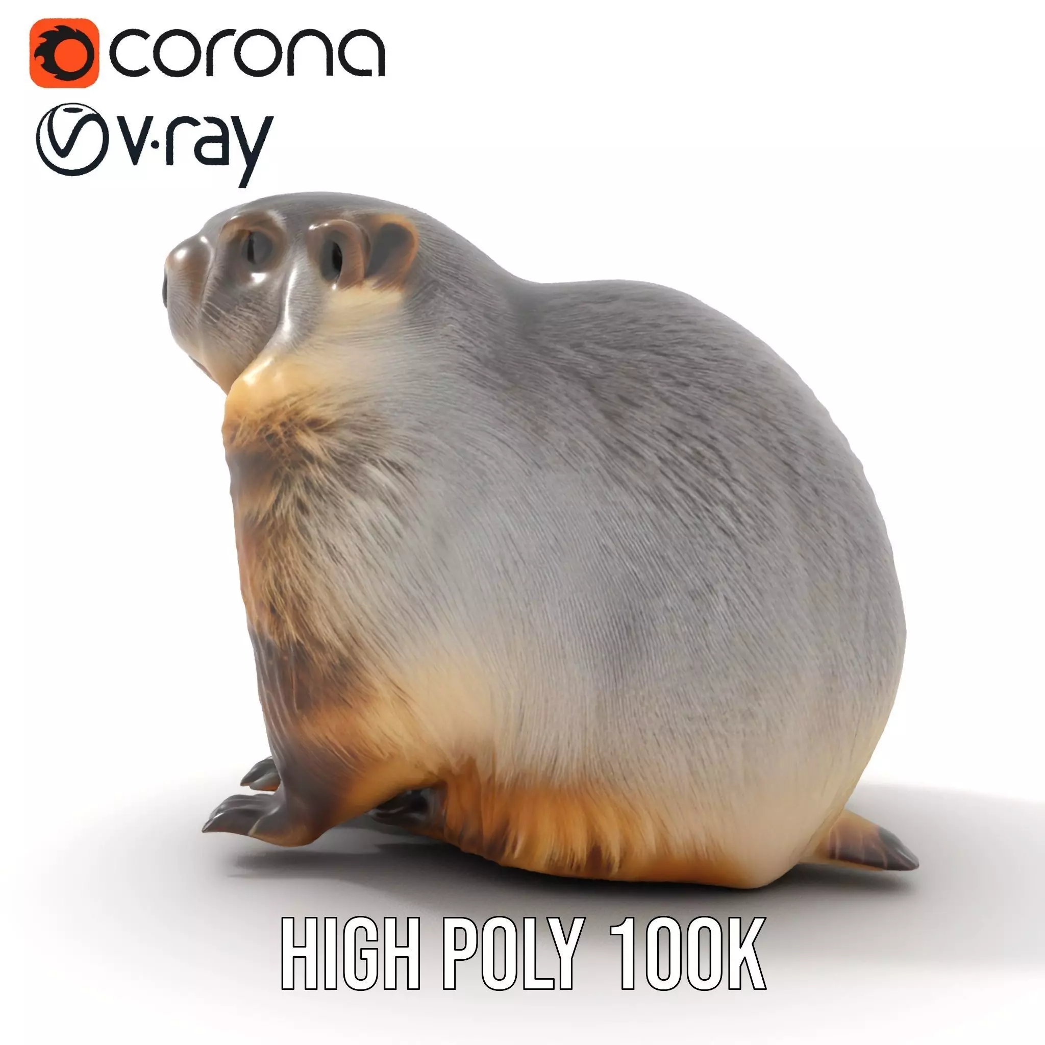 Realistic Gray Marmot model pack Low-poly 3D model_23