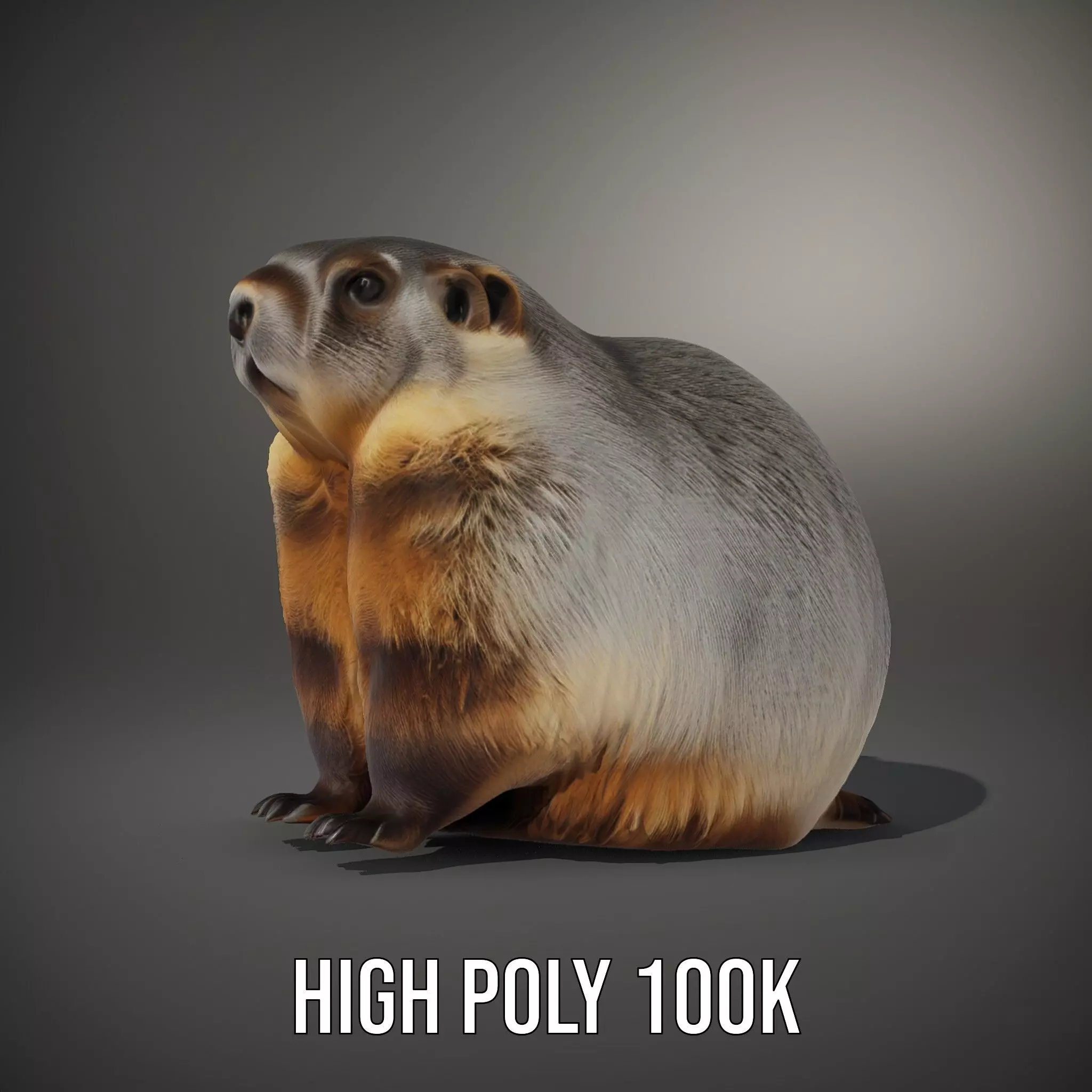 Realistic Gray Marmot model pack Low-poly 3D model_10