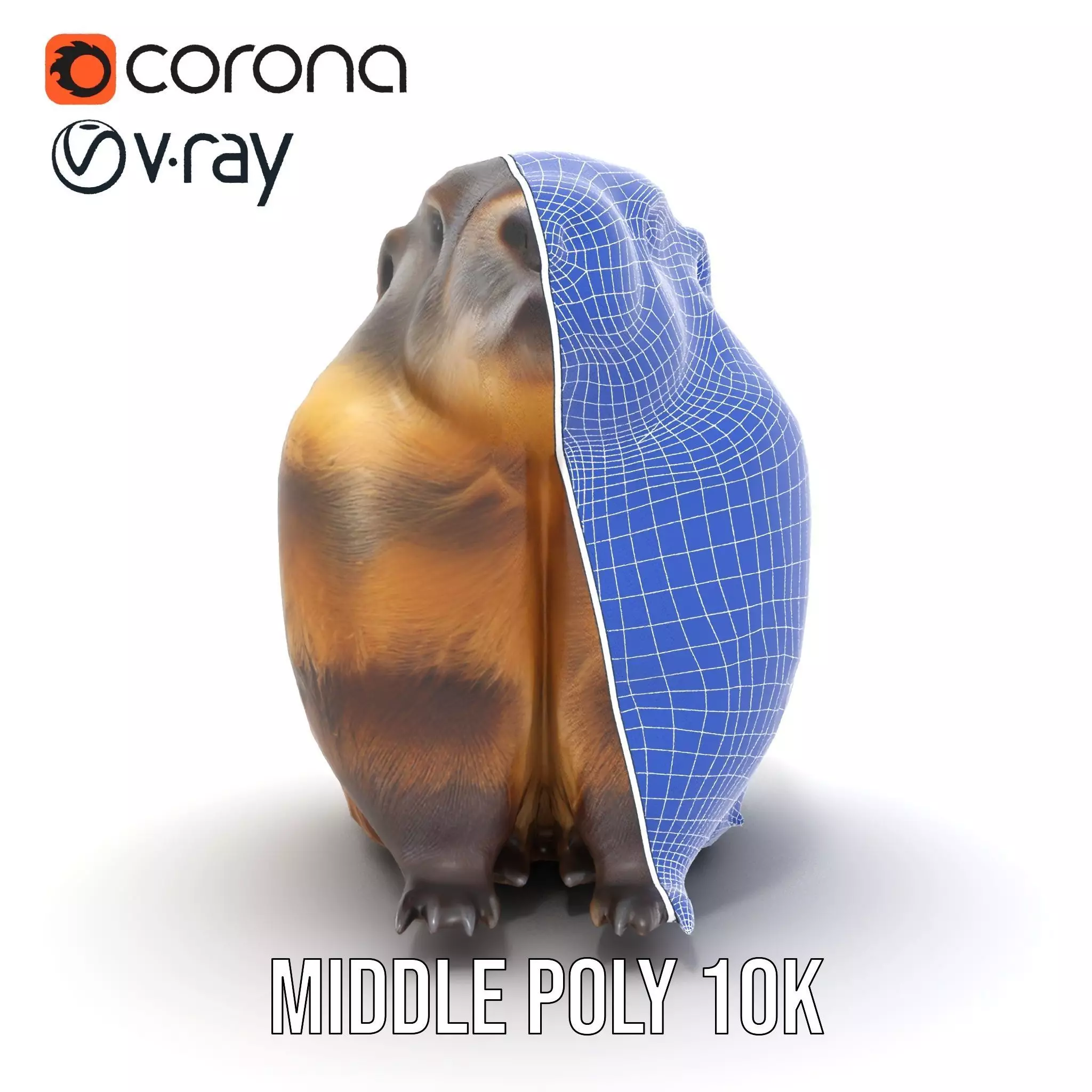 Realistic Gray Marmot model pack Low-poly 3D model_19
