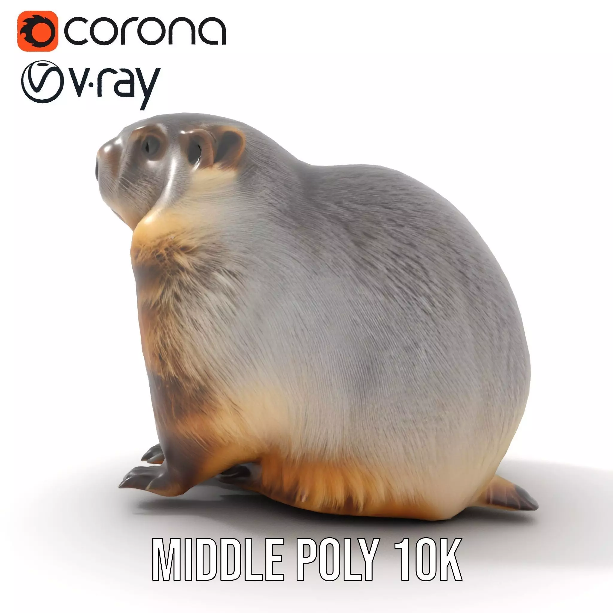 Realistic Gray Marmot model pack Low-poly 3D model_11