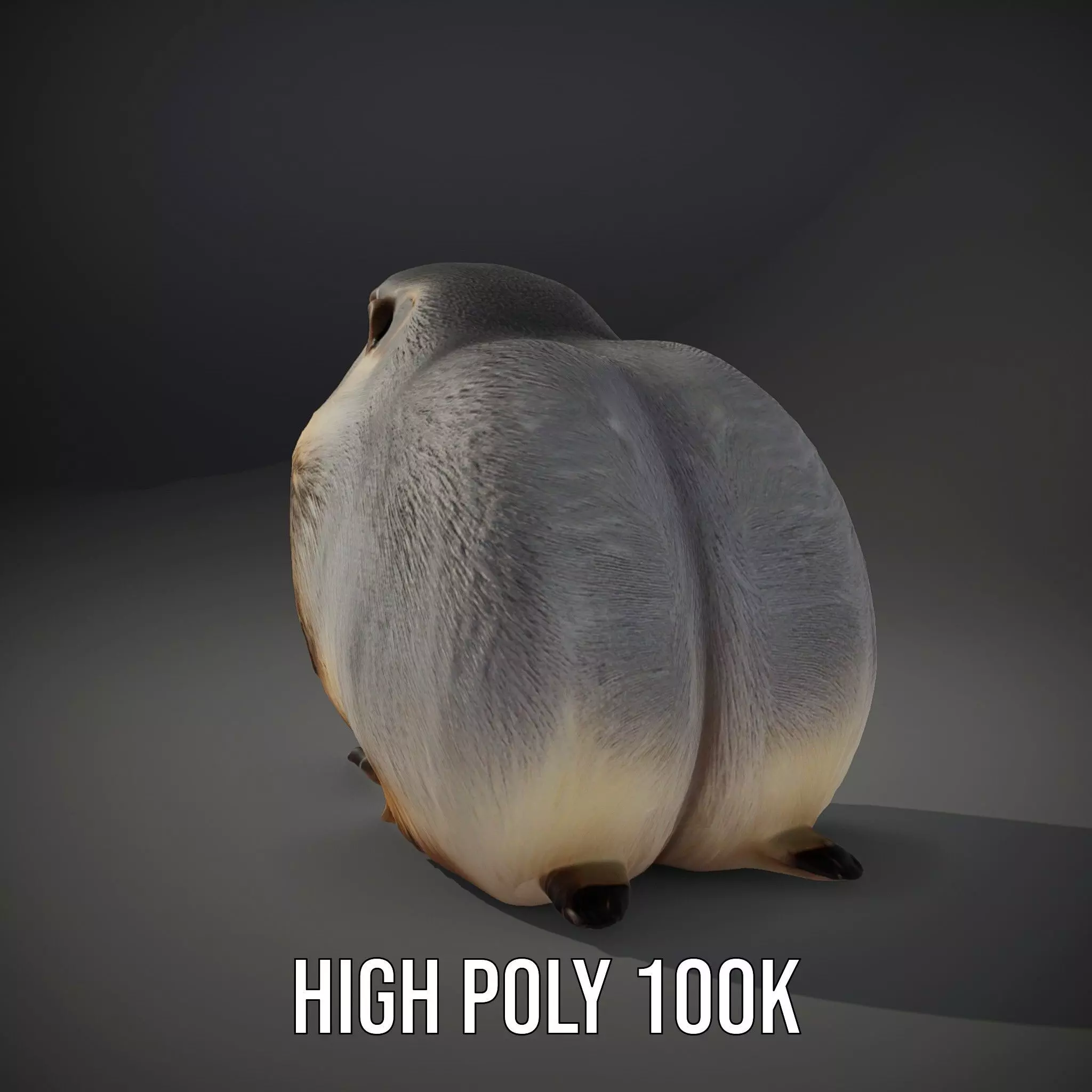 Realistic Gray Marmot model pack Low-poly 3D model_8