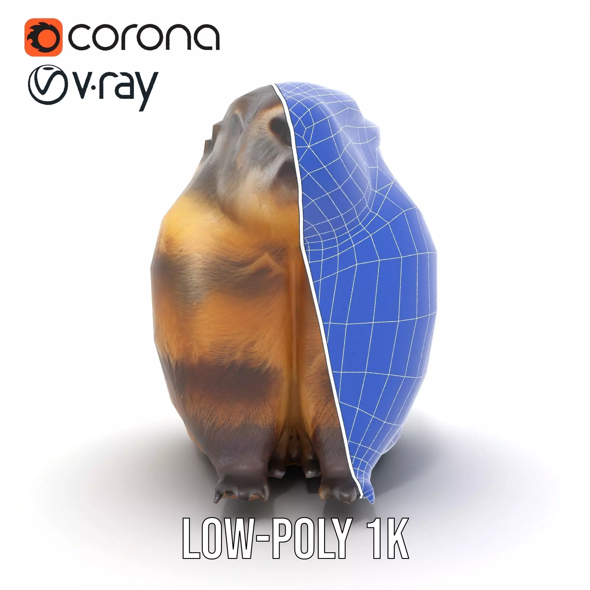 Realistic Gray Marmot model pack Low-poly 3D model_31