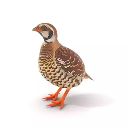 Elegant Quail Bird model pack