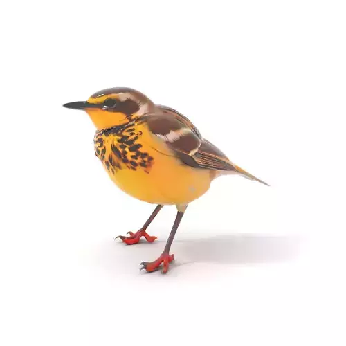 Vibrant Meadowlark Bird model pack