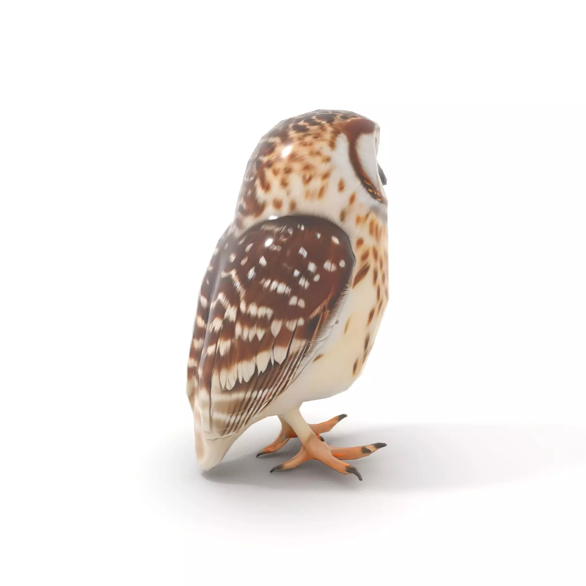 Spotted Owl Figurine model pack Low-poly 3D model_7