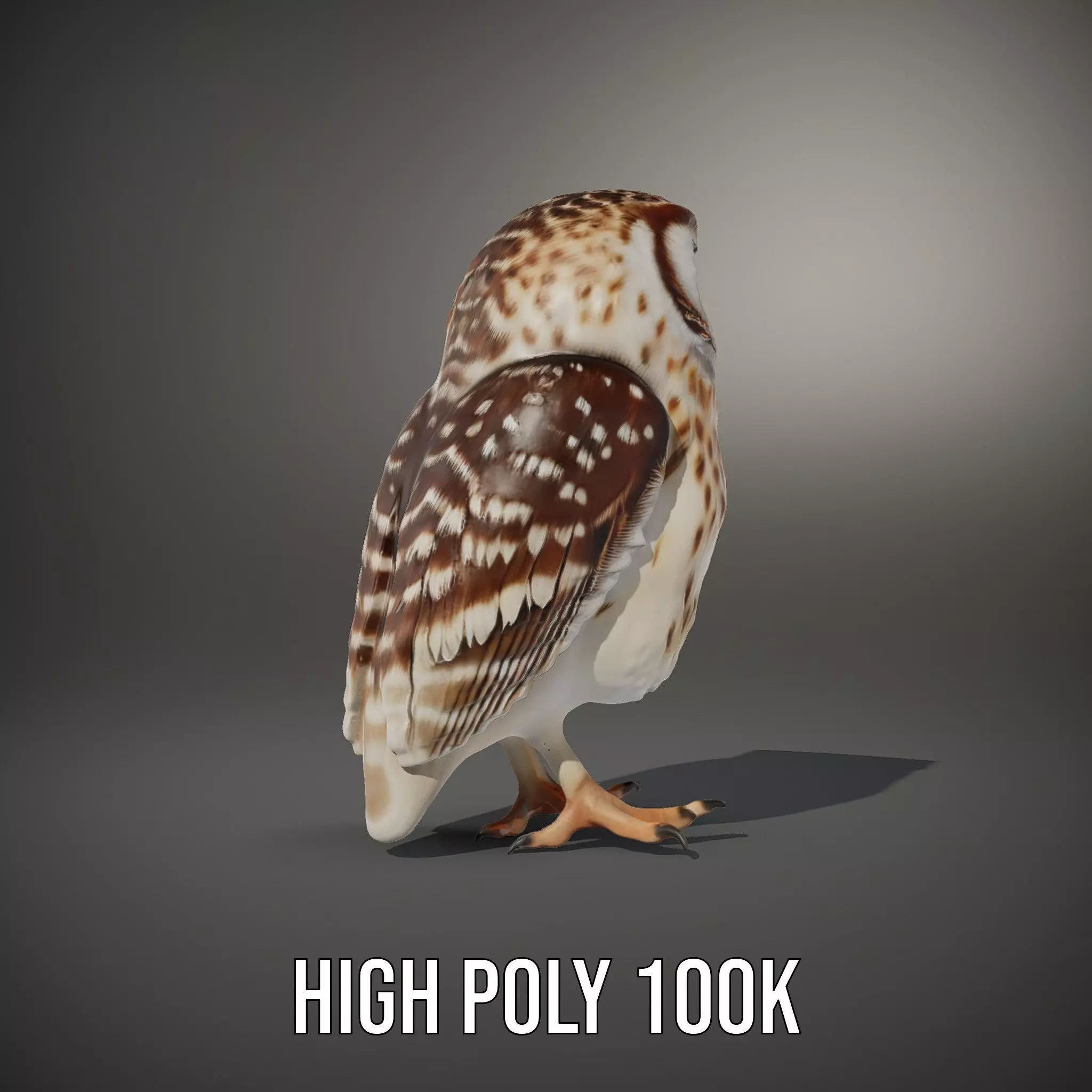 Spotted Owl Figurine model pack Low-poly 3D model_10