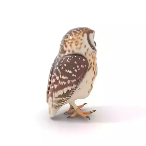 Spotted Owl Figurine model pack