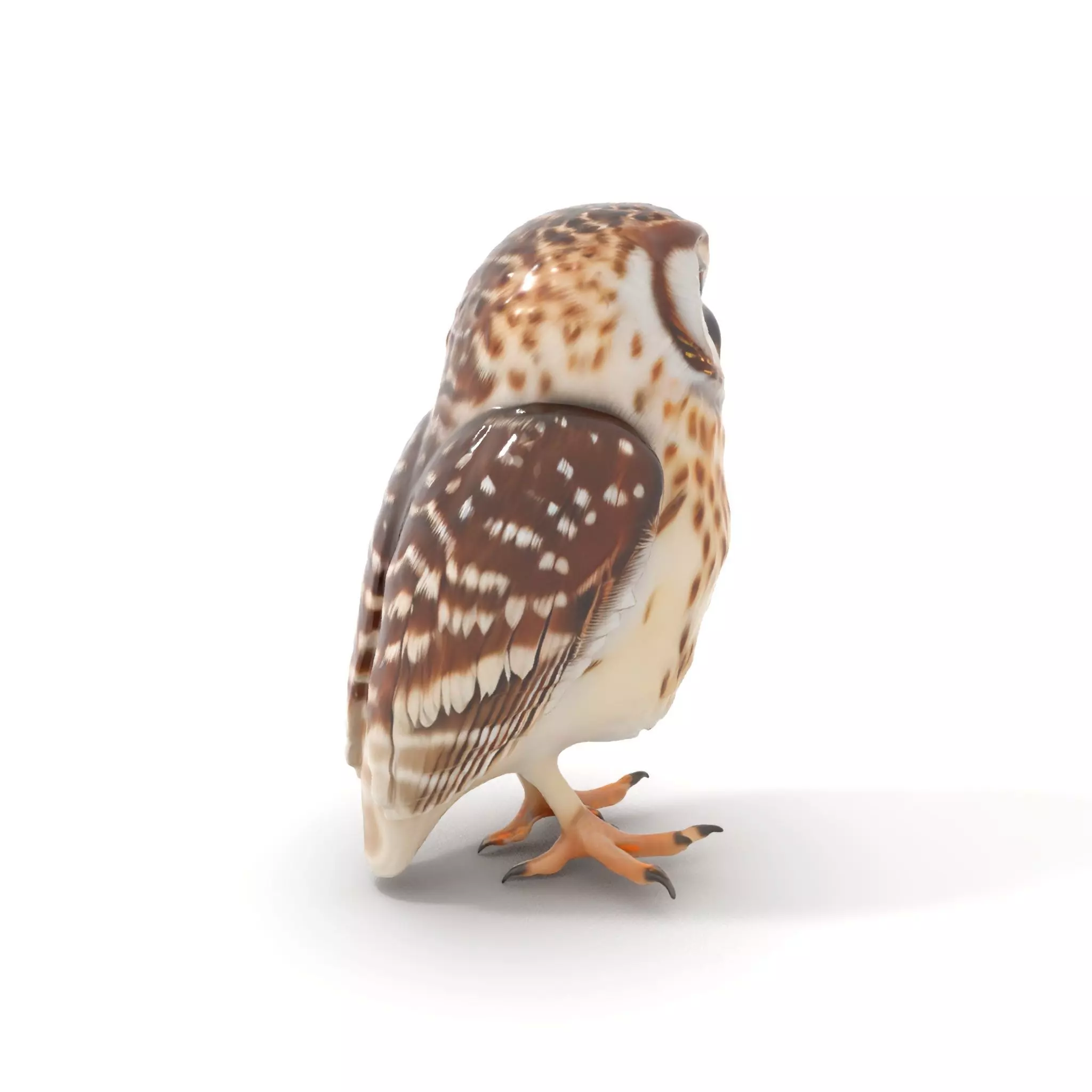 Spotted Owl Figurine model pack Low-poly 3D model_0