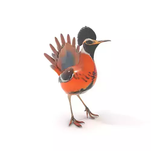 Orange Crested Bird model pack Low-poly 3D model