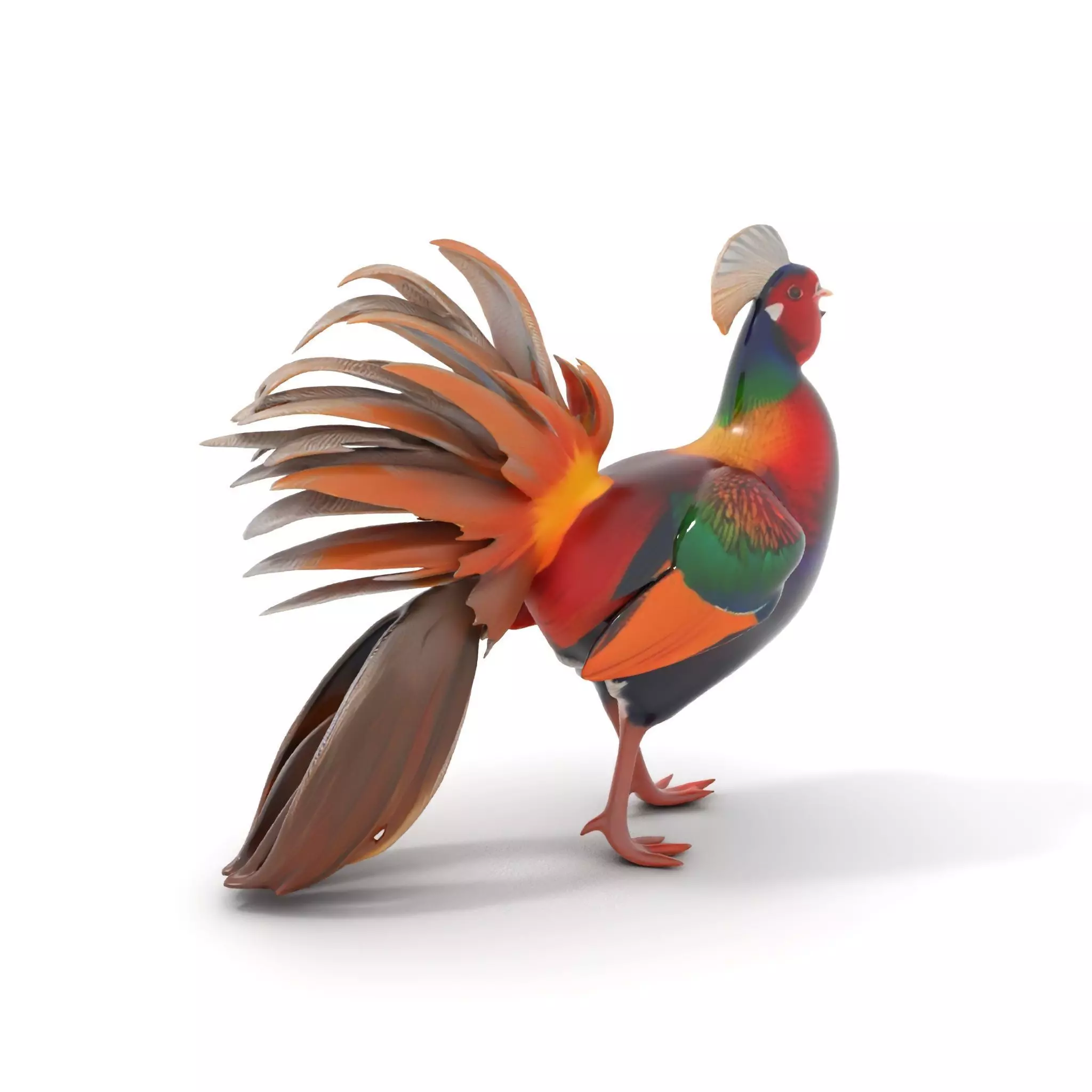 Vibrant Pheasant model pack Low-poly 3D model_0