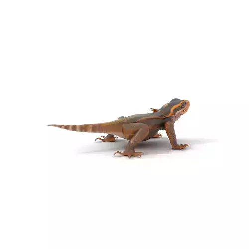 Desert Bearded Dragon model pack Low-poly 3D model