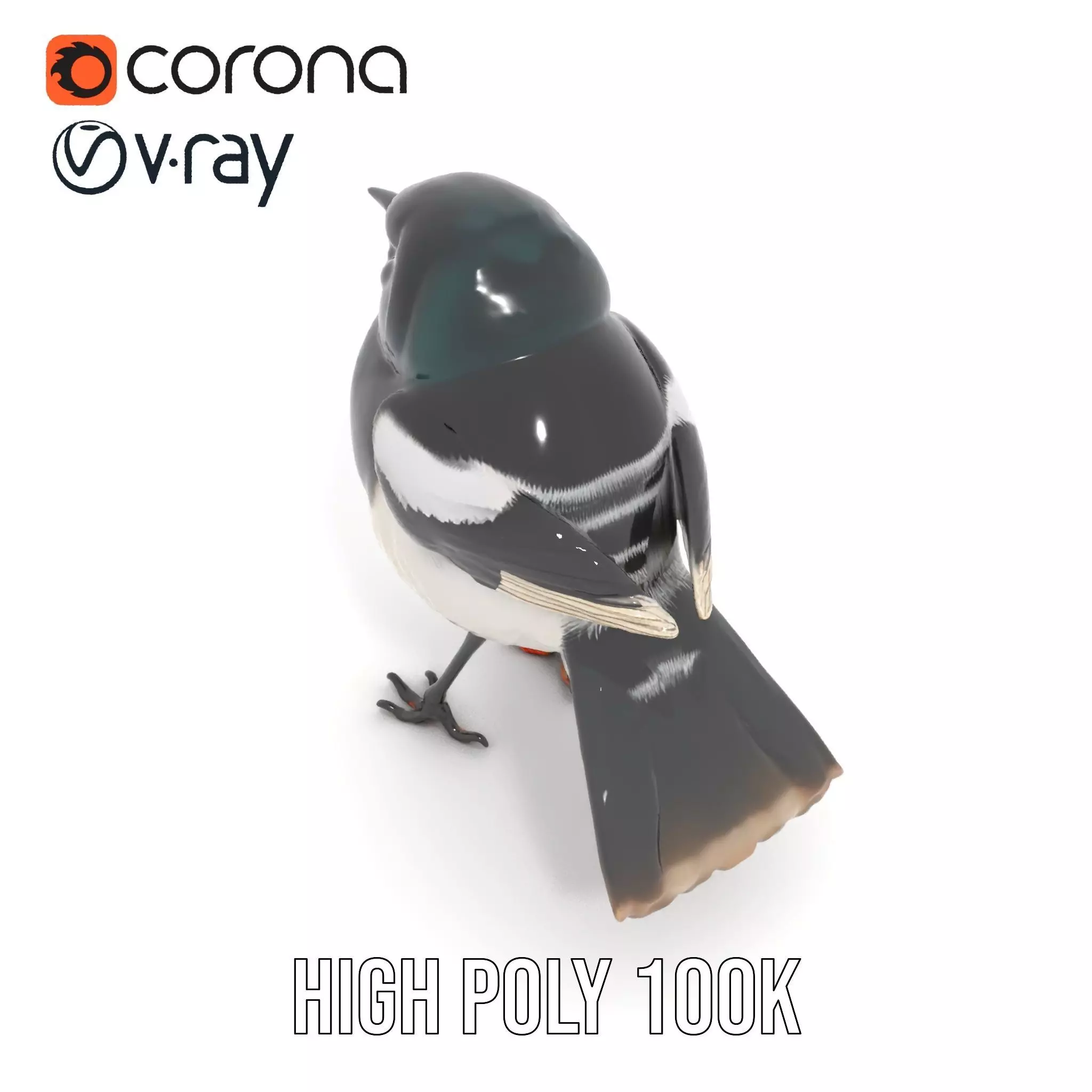 Elegant Magpie Bird model pack Low-poly 3D model_28
