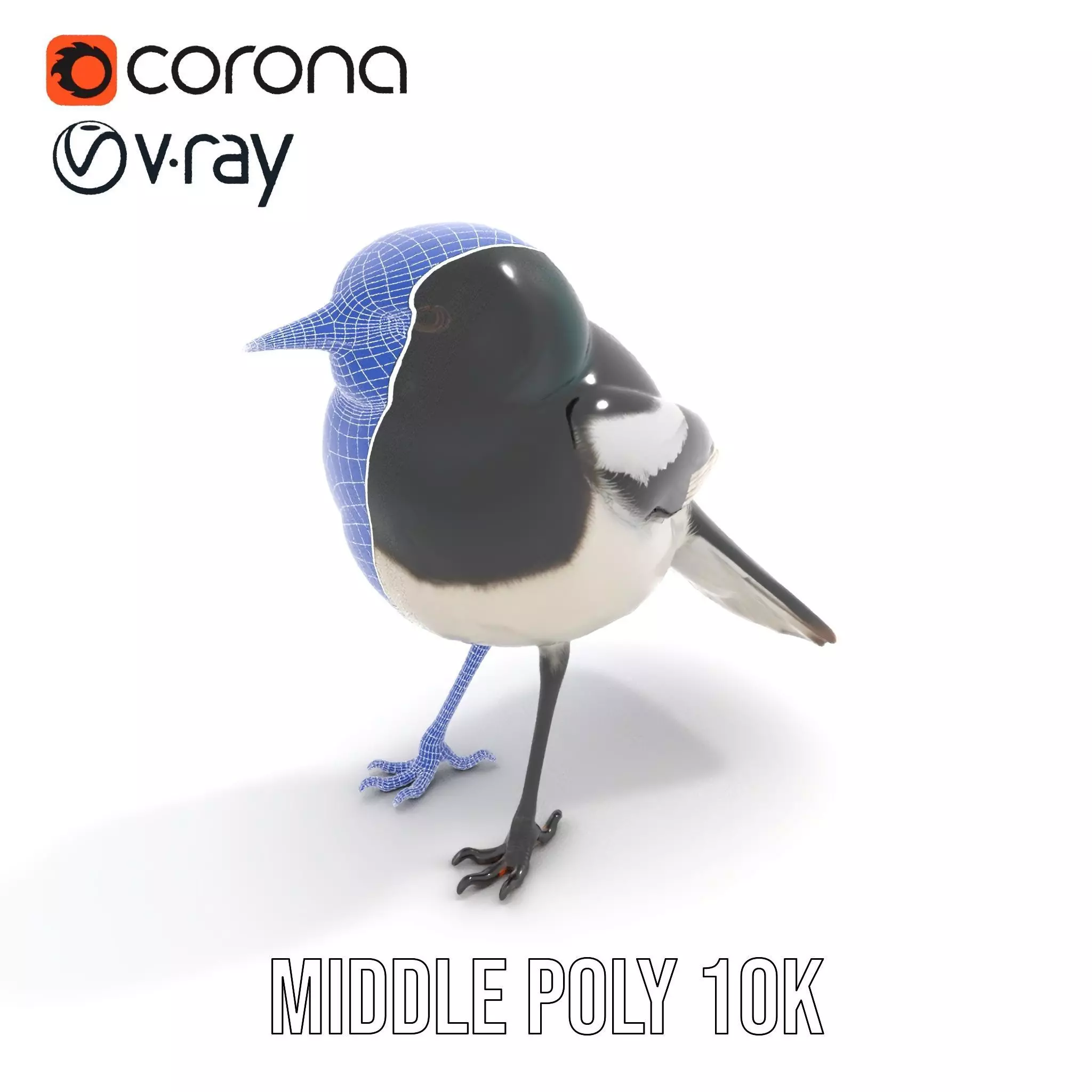 Elegant Magpie Bird model pack Low-poly 3D model_29