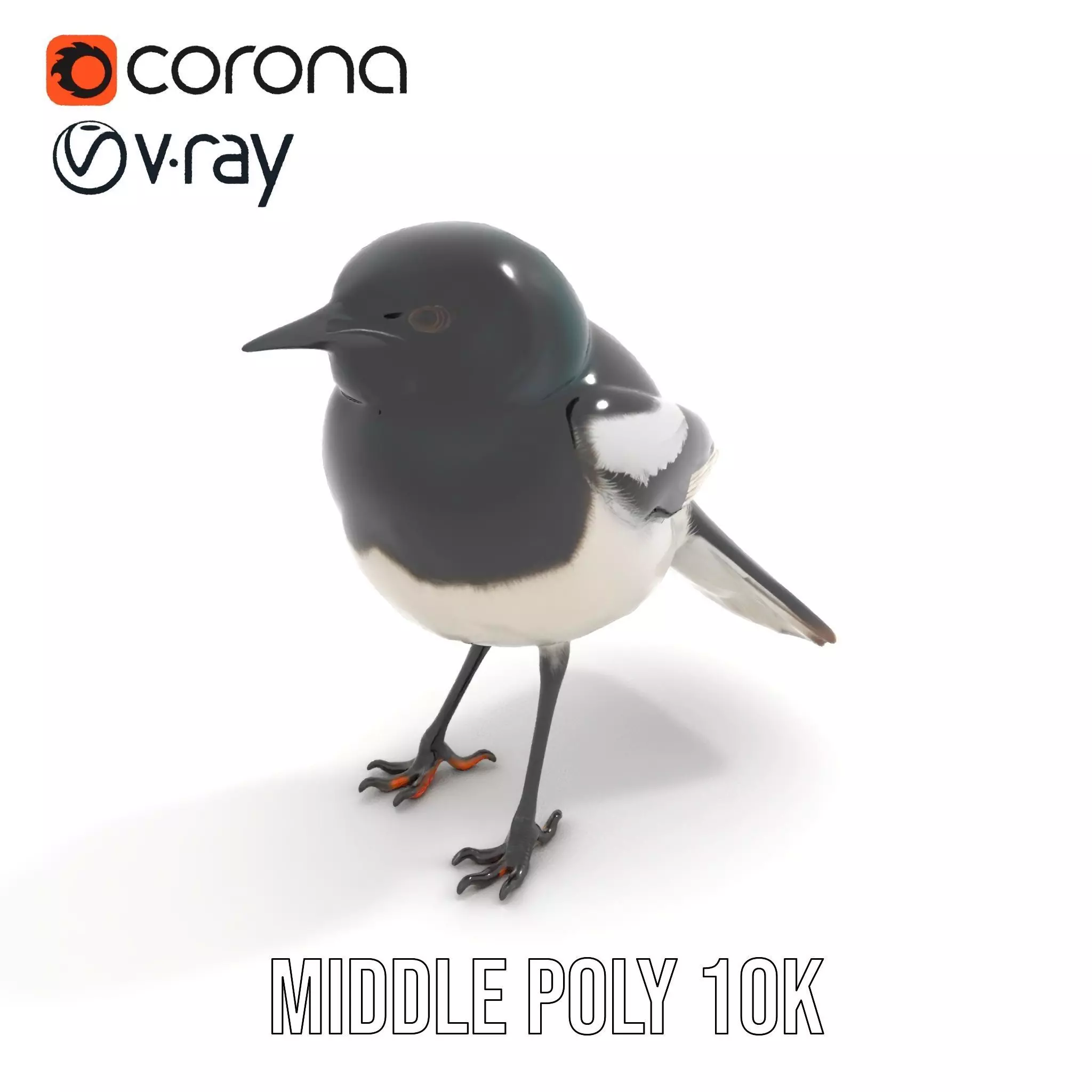 Elegant Magpie Bird model pack Low-poly 3D model_11
