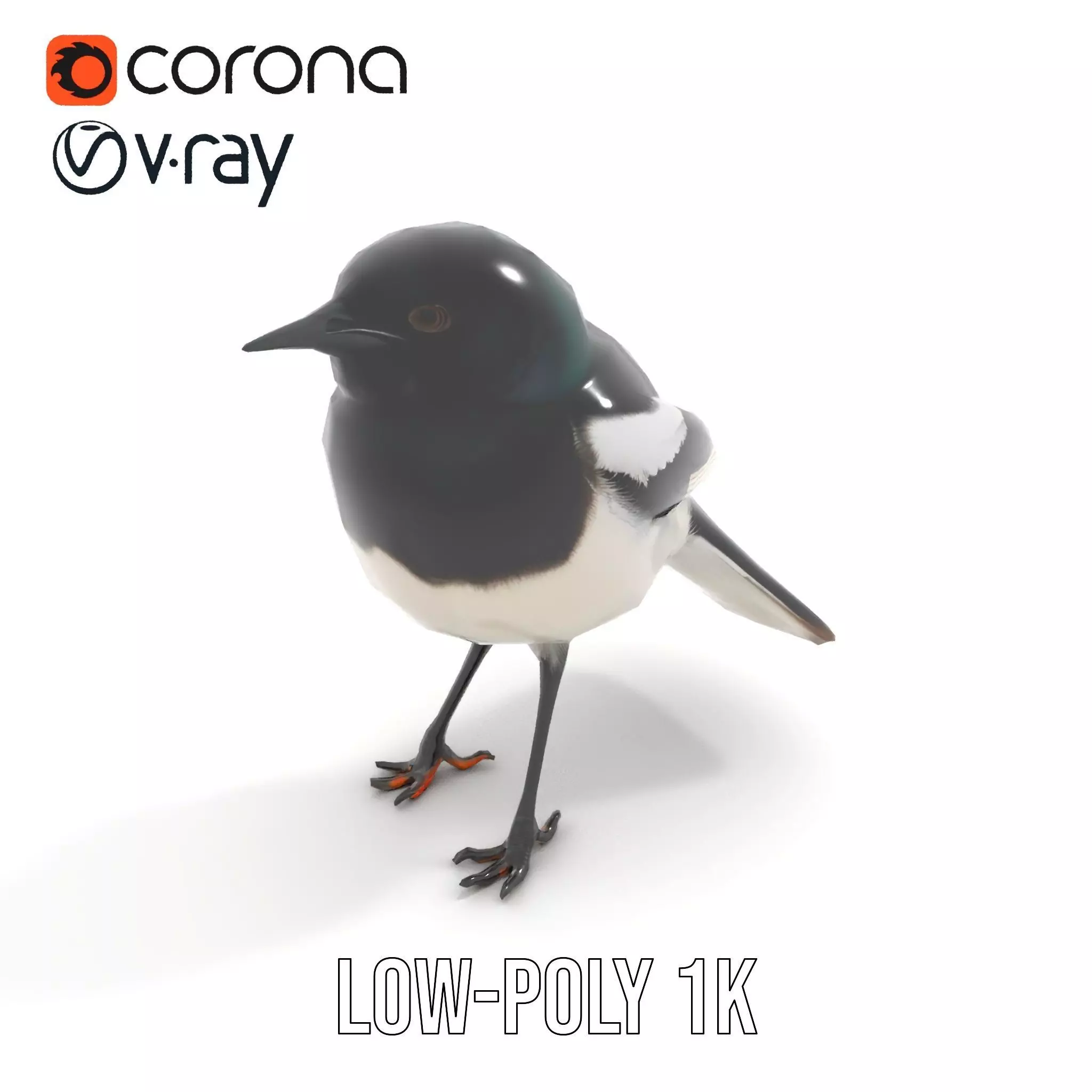 Elegant Magpie Bird model pack Low-poly 3D model_30