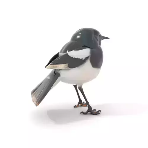Elegant Magpie Bird model pack Low-poly 3D model
