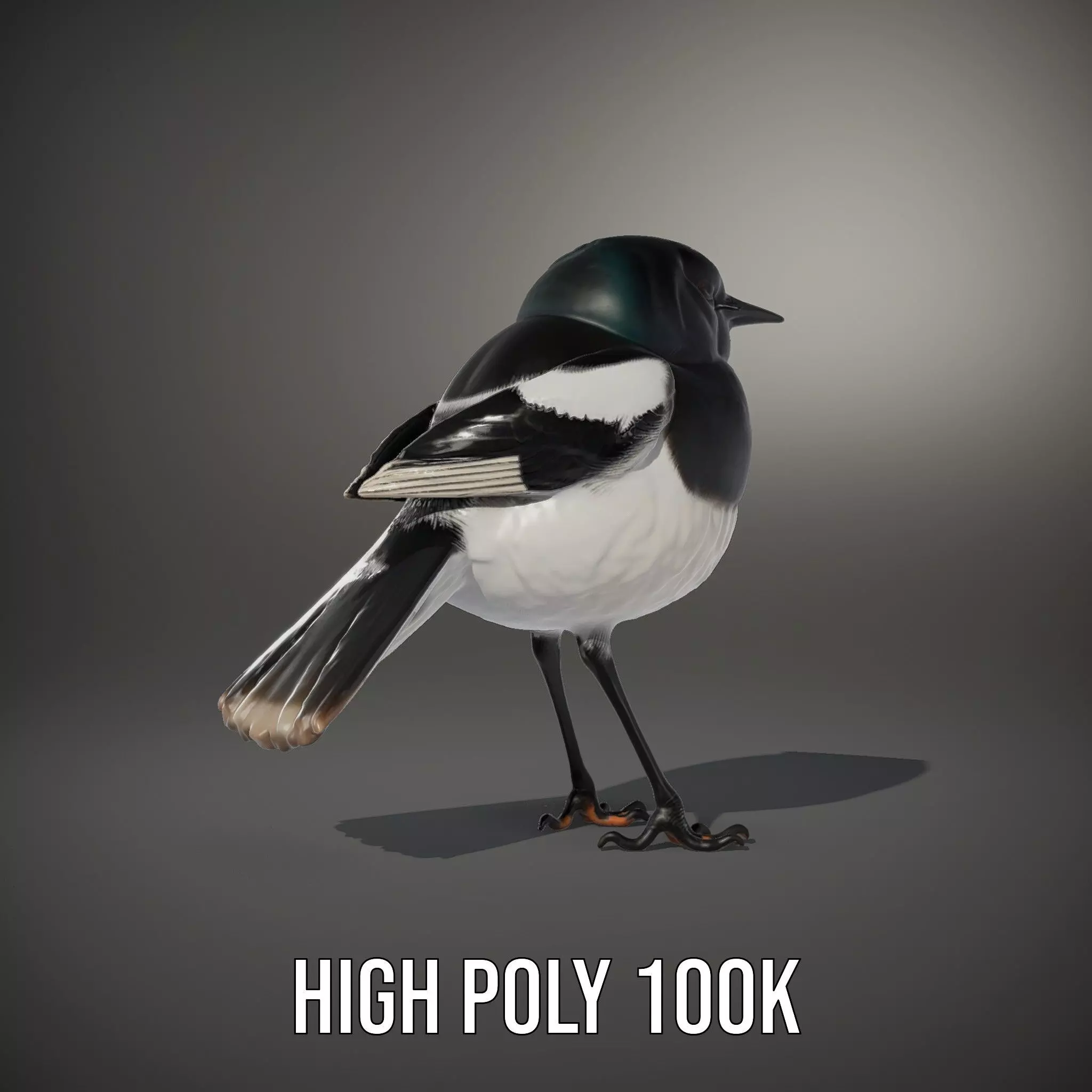 Elegant Magpie Bird model pack Low-poly 3D model_8