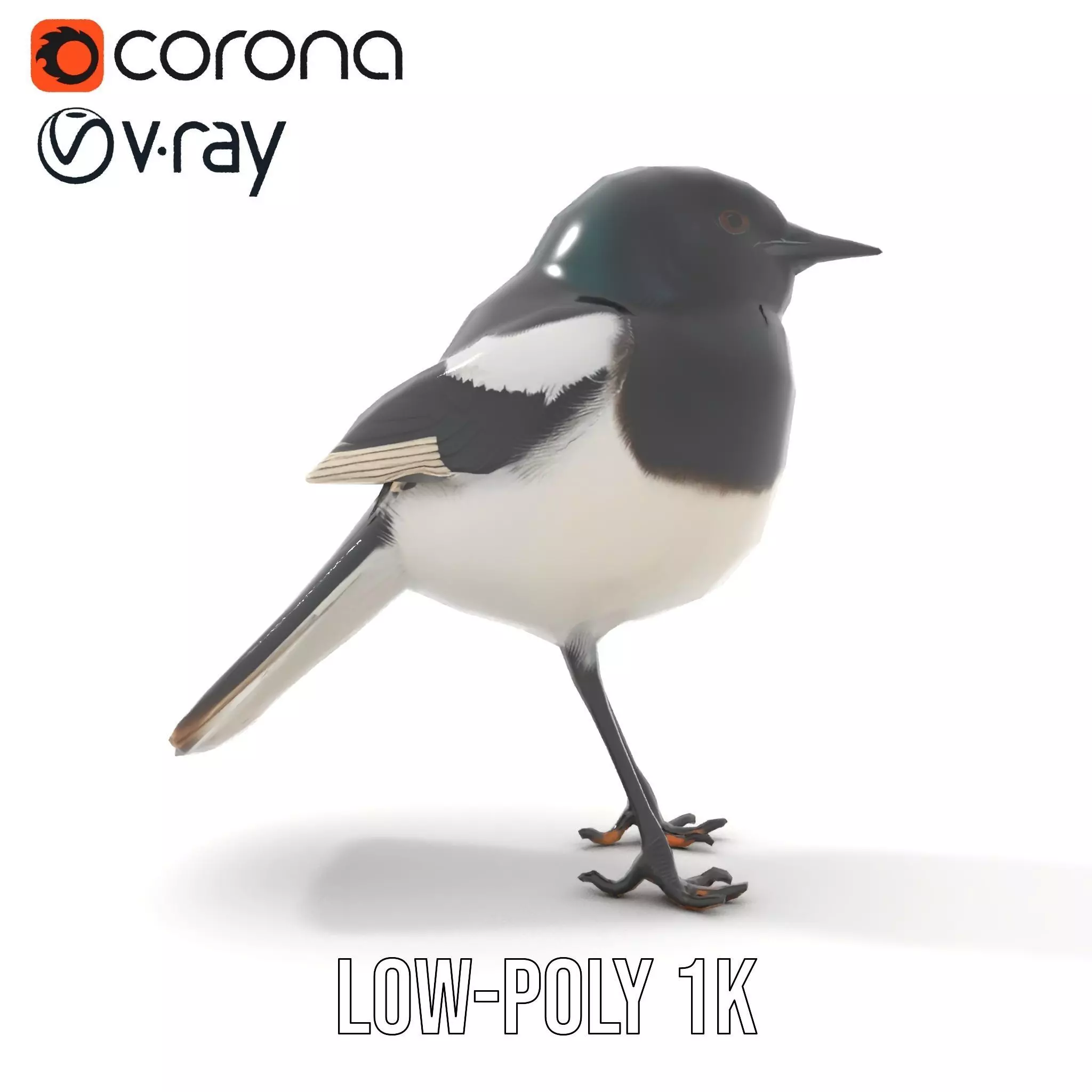 Elegant Magpie Bird model pack Low-poly 3D model_9