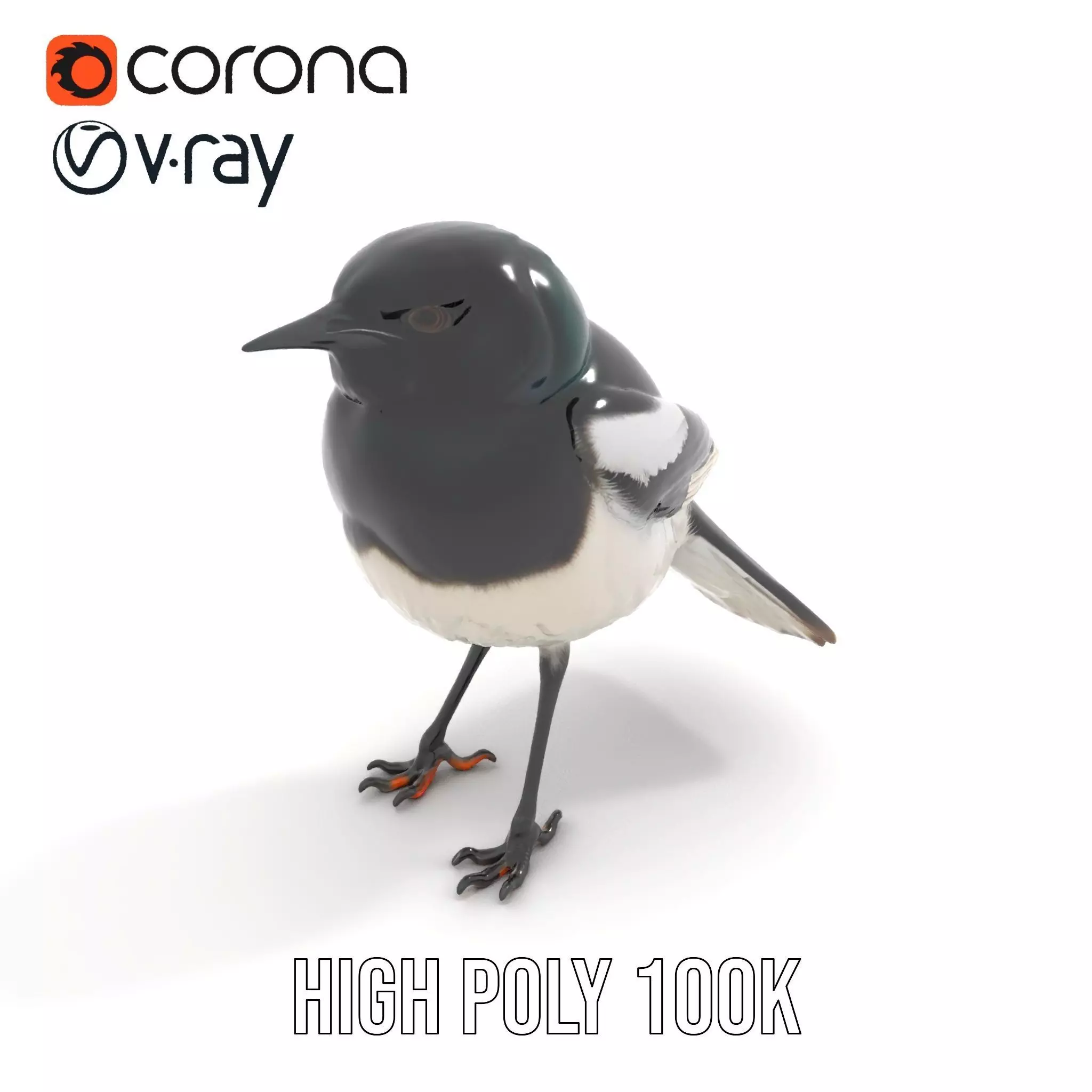 Elegant Magpie Bird model pack Low-poly 3D model_31