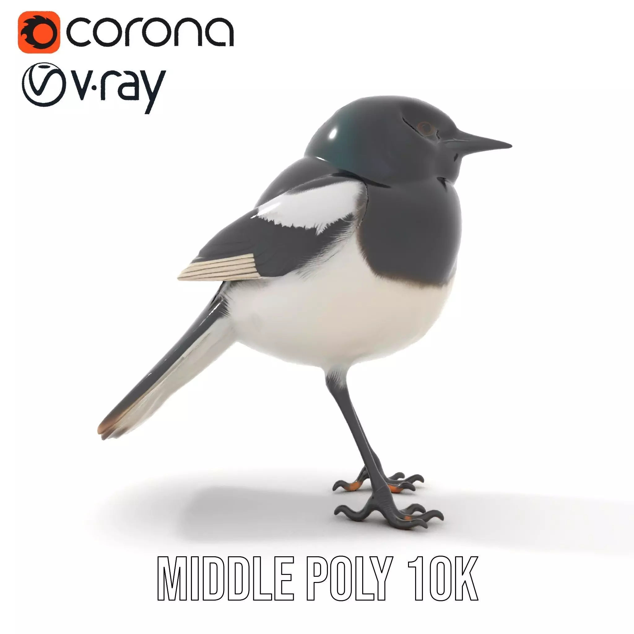 Elegant Magpie Bird model pack Low-poly 3D model_20
