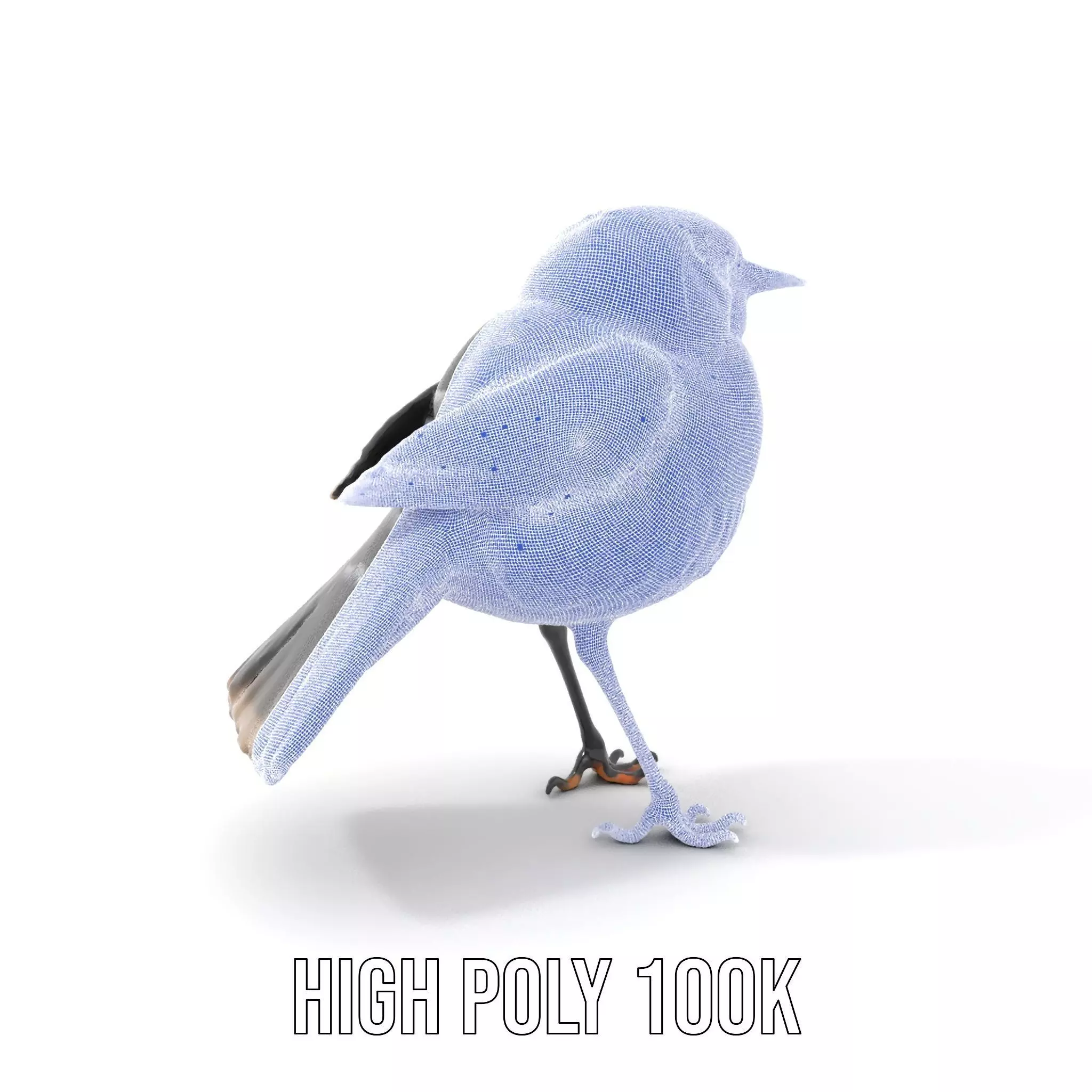 Elegant Magpie Bird model pack Low-poly 3D model_4