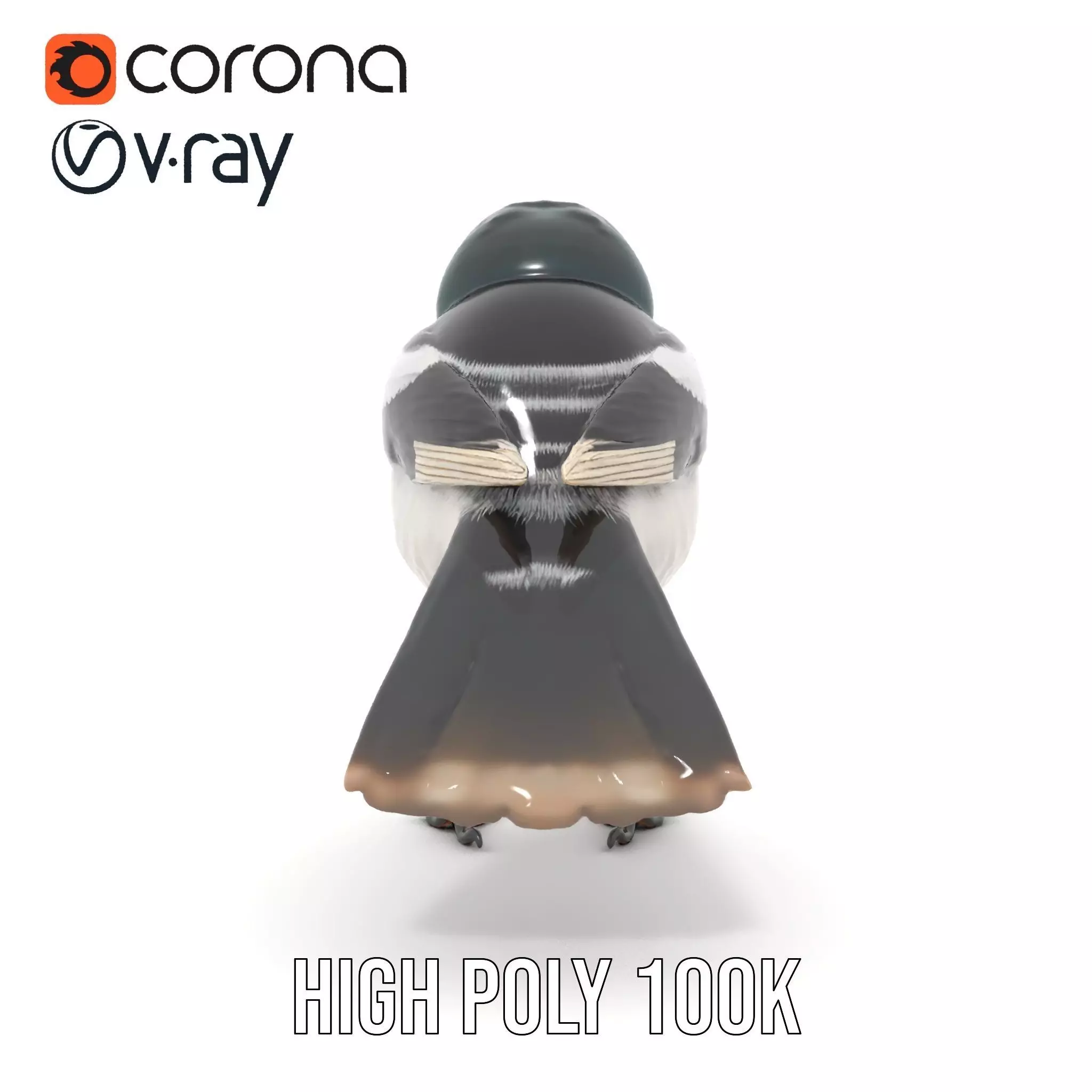 Elegant Magpie Bird model pack Low-poly 3D model_22