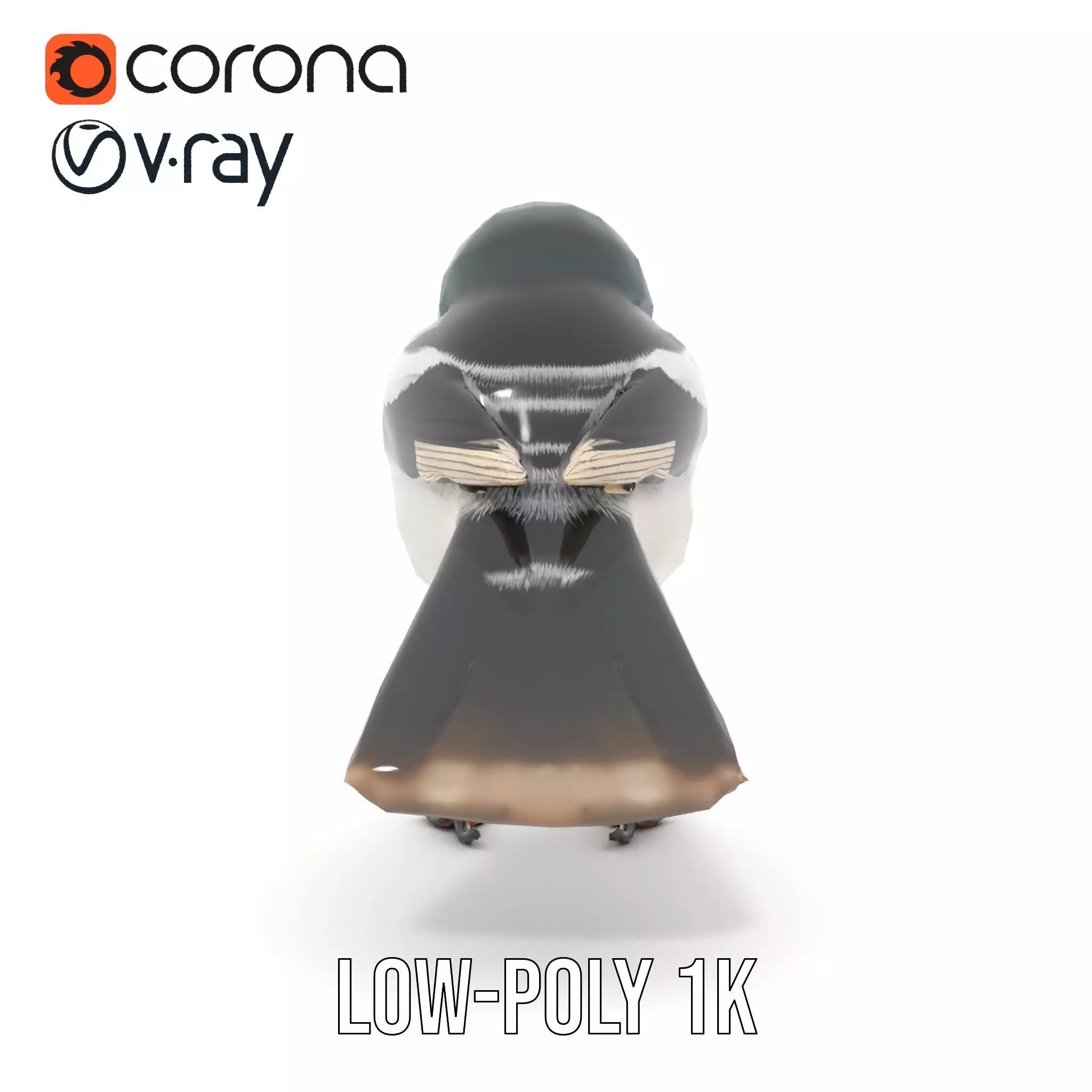 Elegant Magpie Bird model pack Low-poly 3D model_12