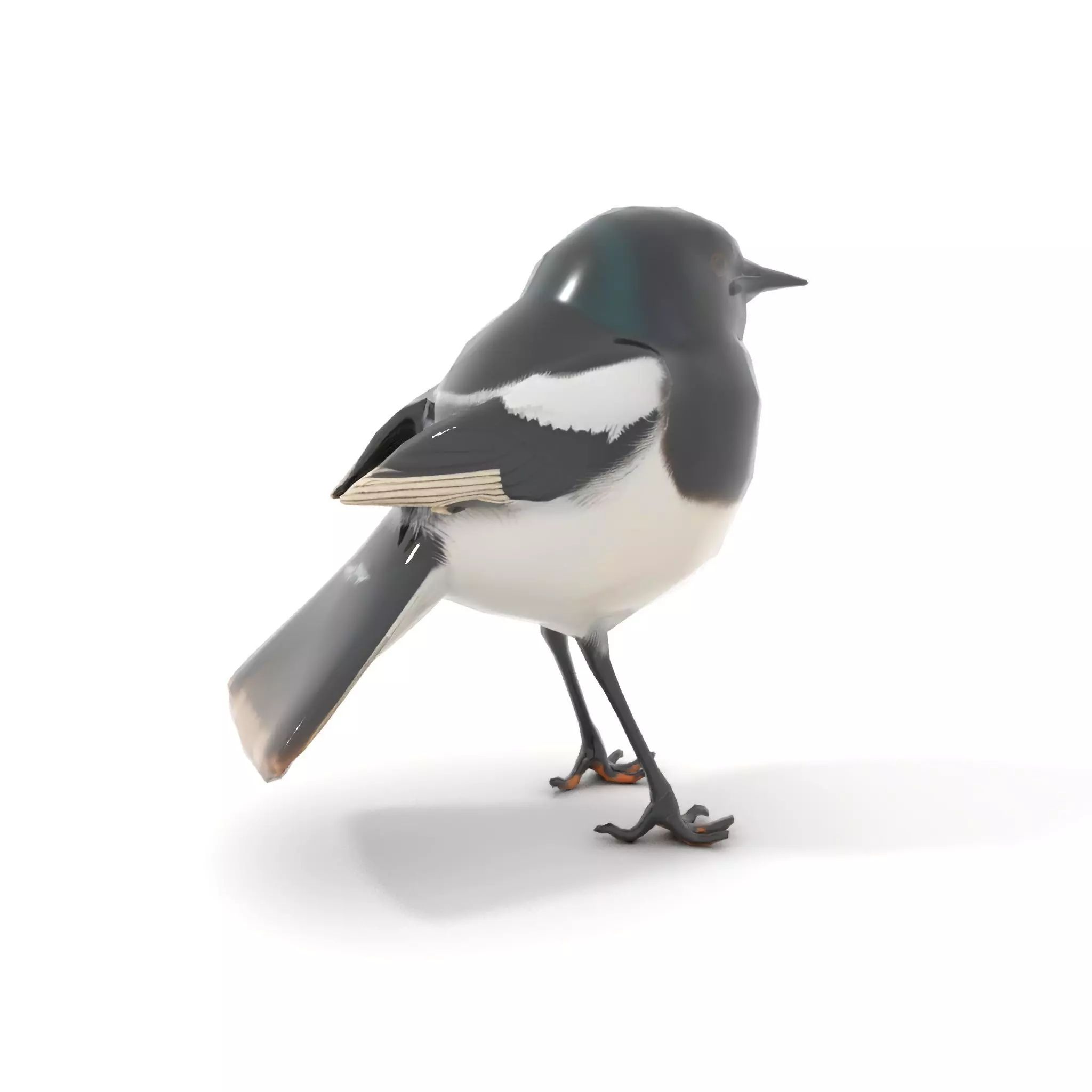 Elegant Magpie Bird model pack Low-poly 3D model_14