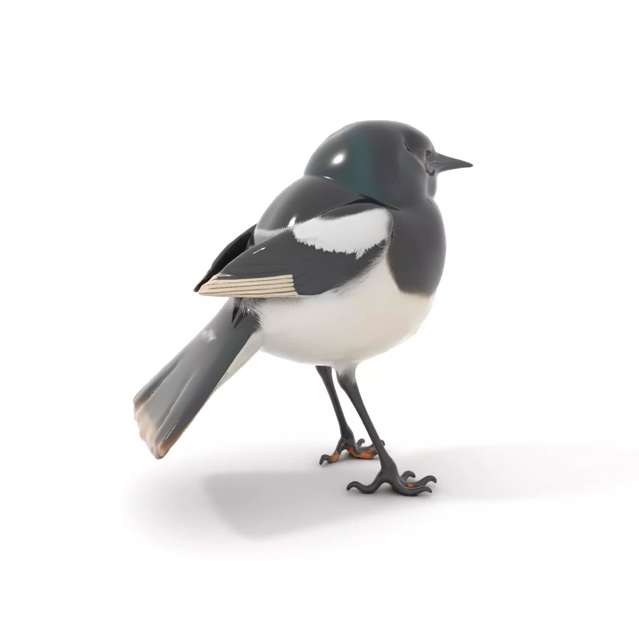 Elegant Magpie Bird model pack Low-poly 3D model_6