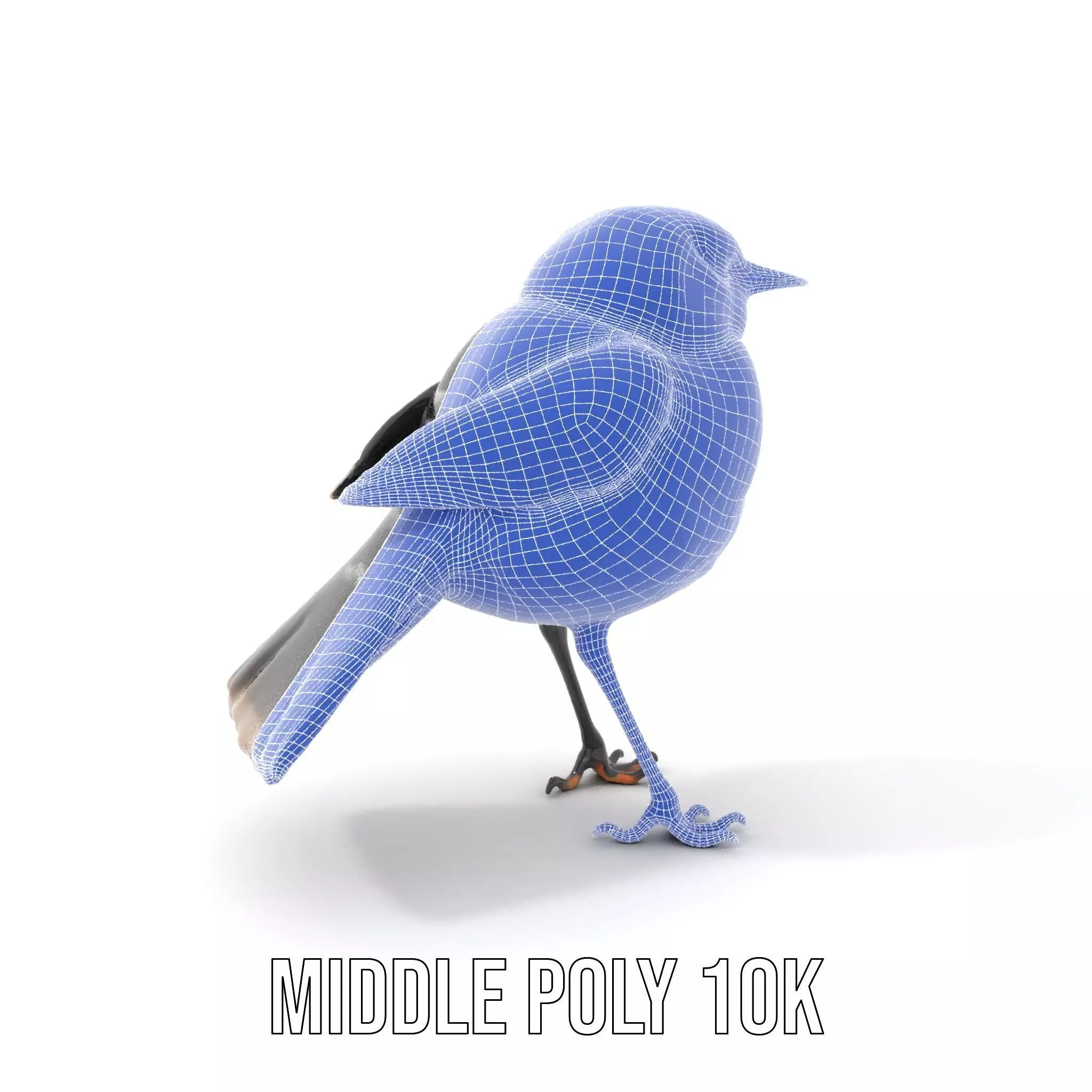 Elegant Magpie Bird model pack Low-poly 3D model_26