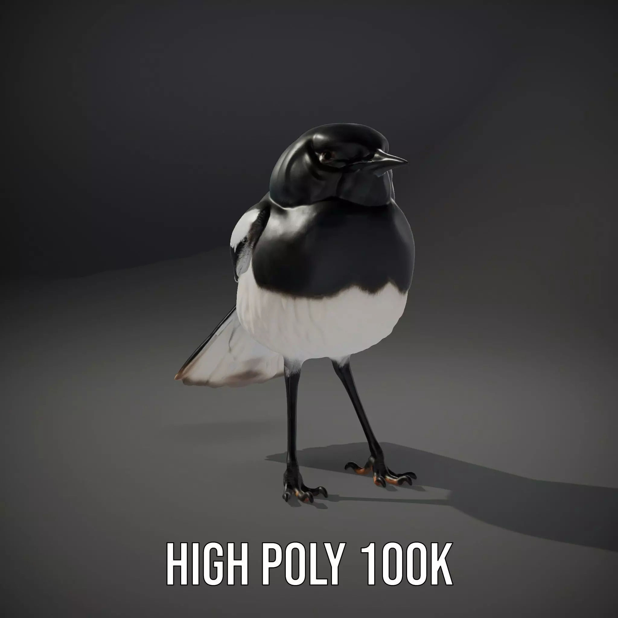 Elegant Magpie Bird model pack Low-poly 3D model_10