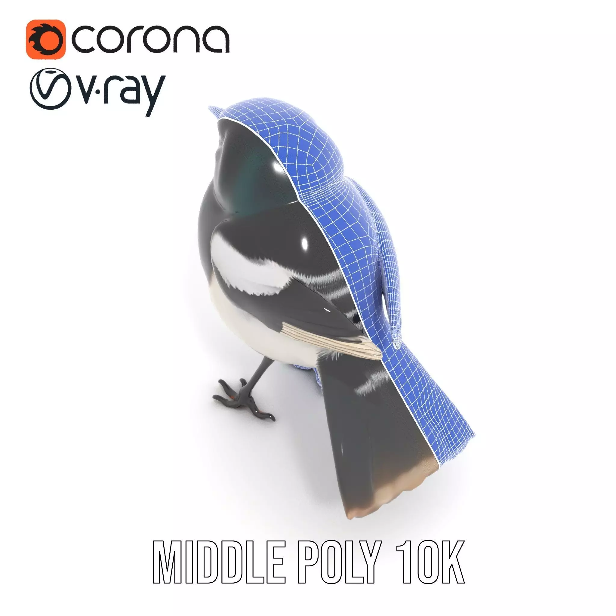 Elegant Magpie Bird model pack Low-poly 3D model_16