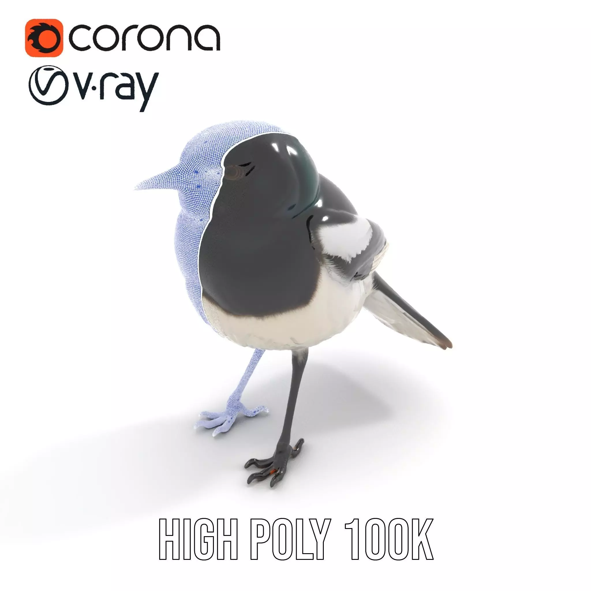 Elegant Magpie Bird model pack Low-poly 3D model_15