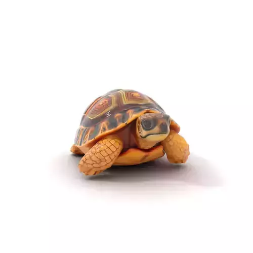 Colorful Tortoise Shell model pack Low-poly 3D model