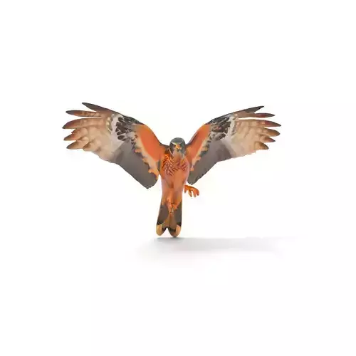 Elegant Falcon model pack Low-poly 3D model