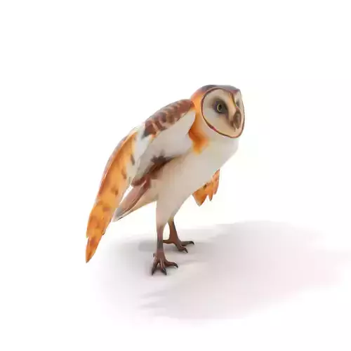 Elegant Owl model pack Low-poly 3D model