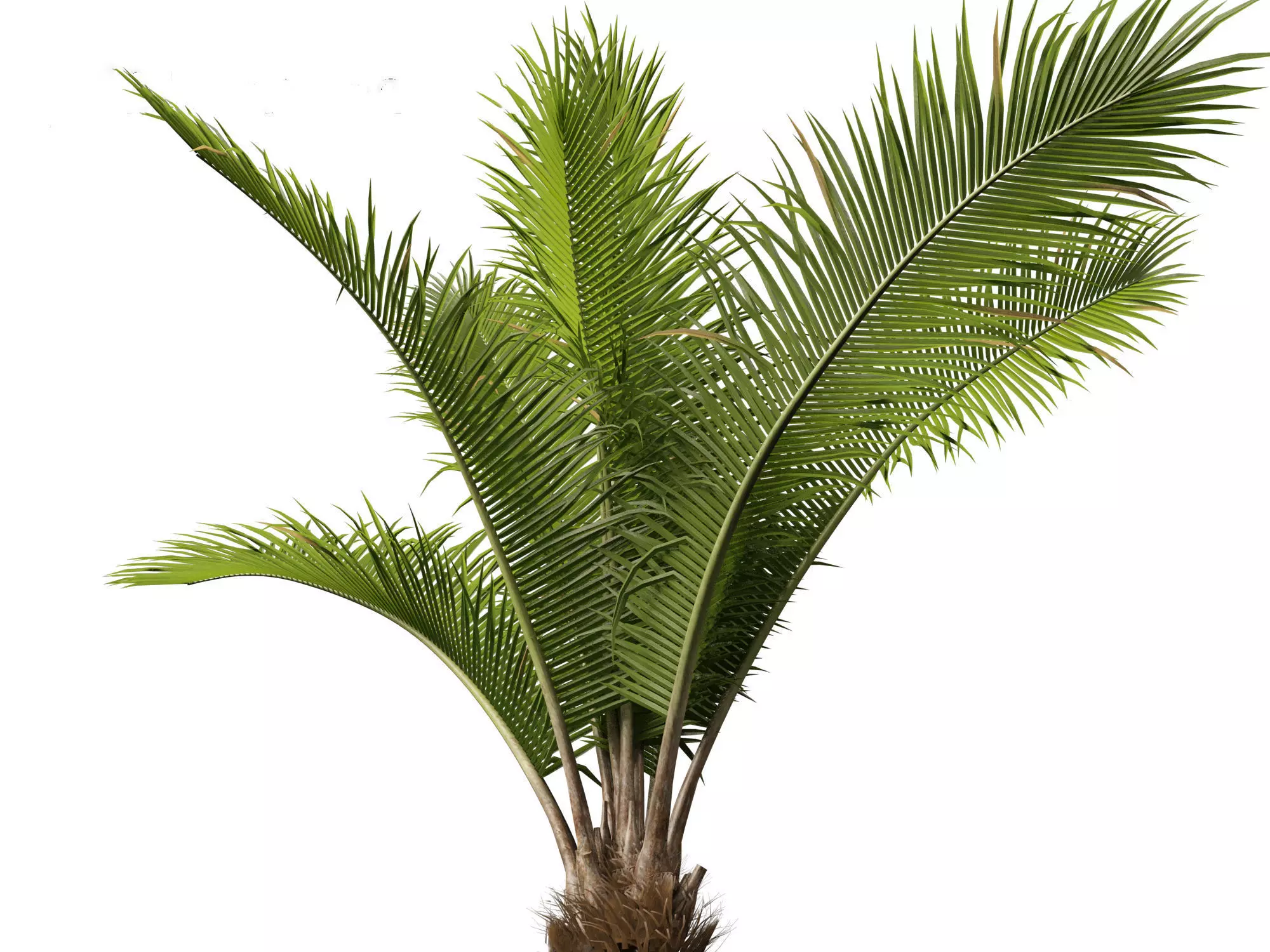 Palms Exotics Pack 25 3D model_9