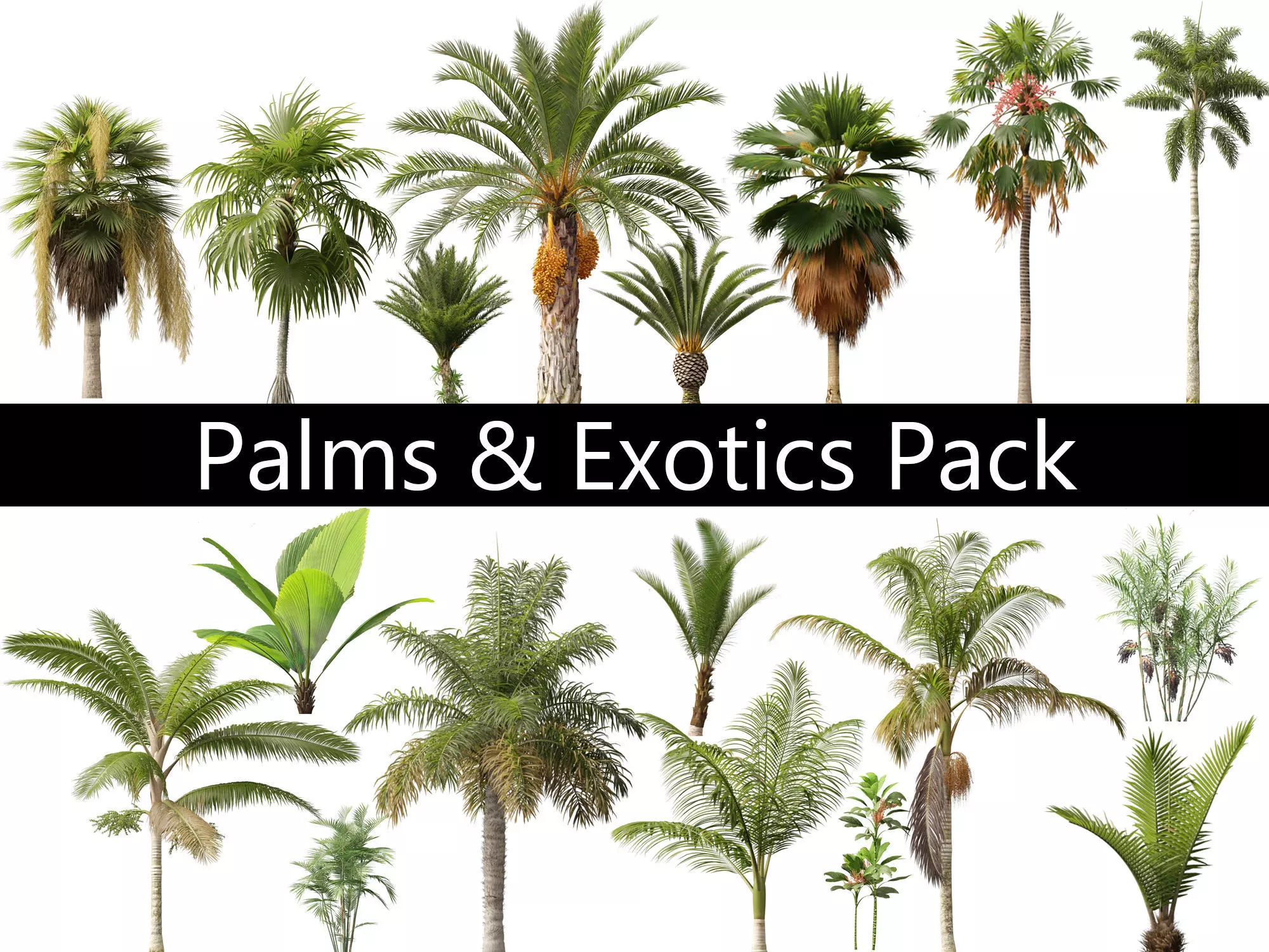 Palms Exotics Pack 25 3D model_0