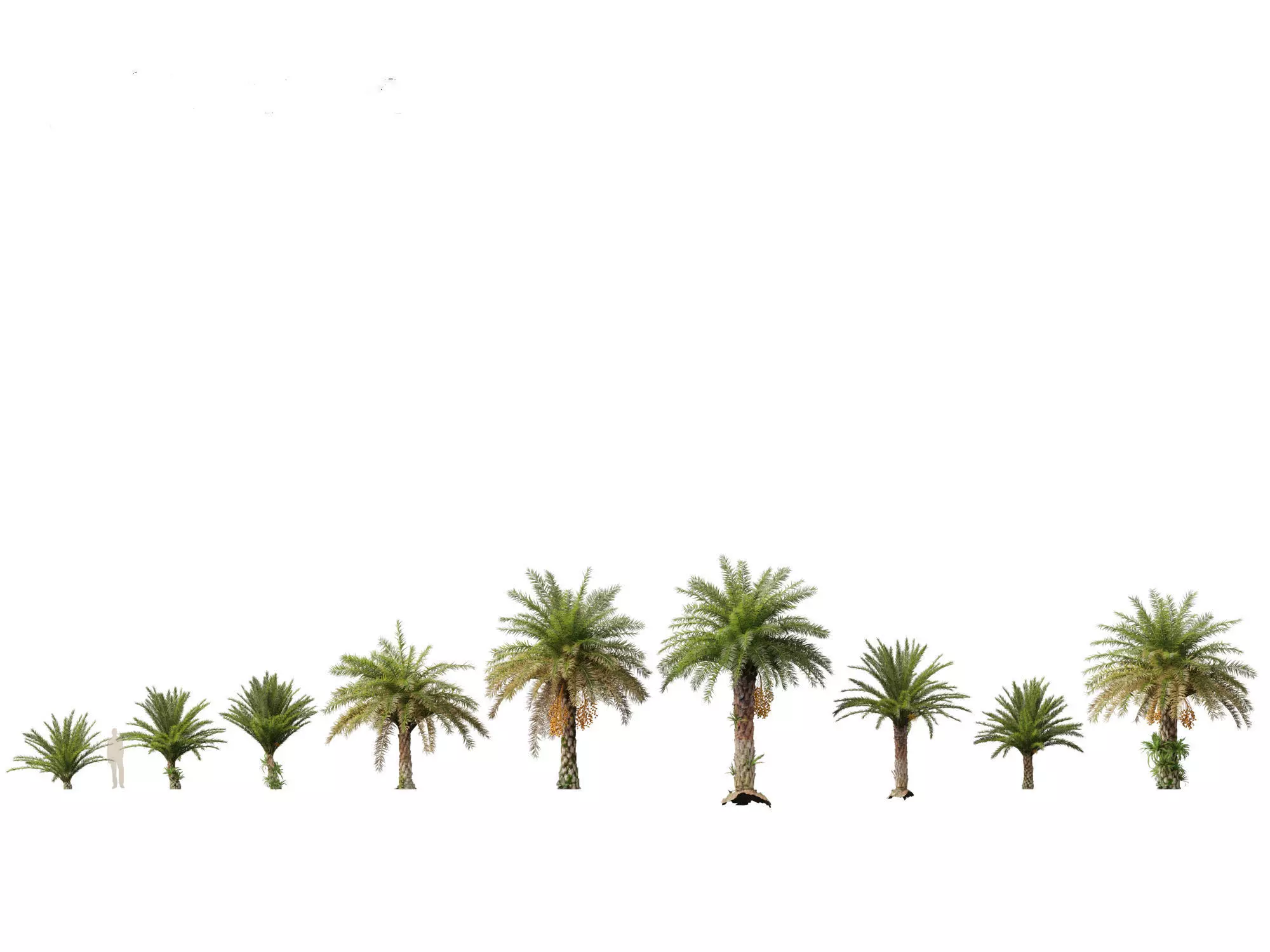 Palms Exotics Pack 25 3D model_21