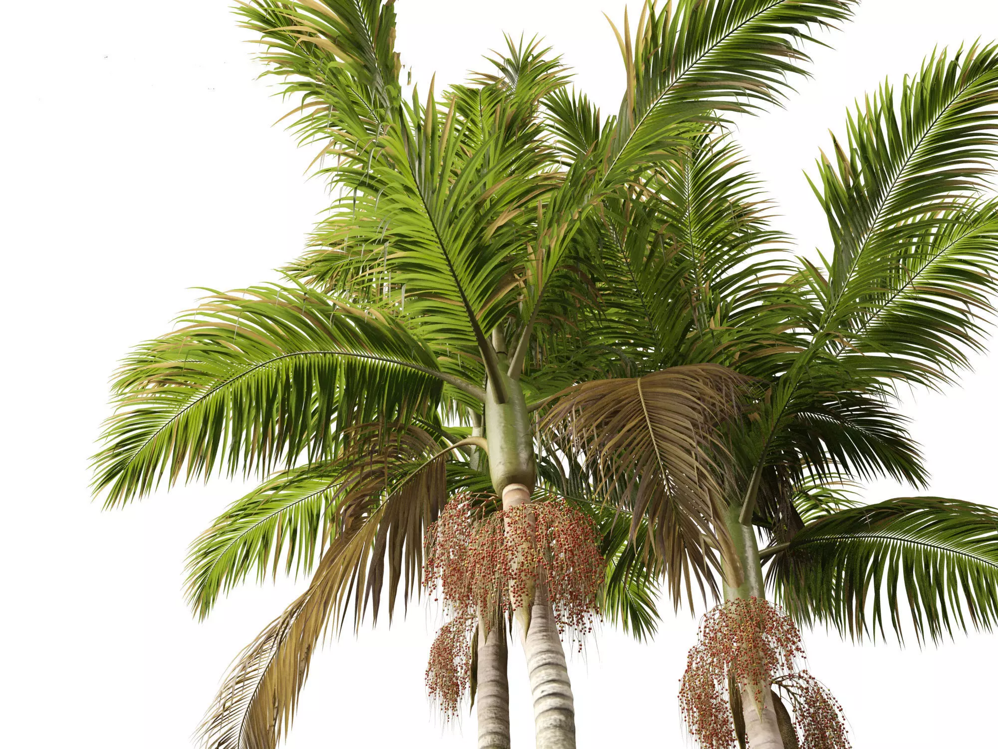 Palms Exotics Pack 25 3D model_7