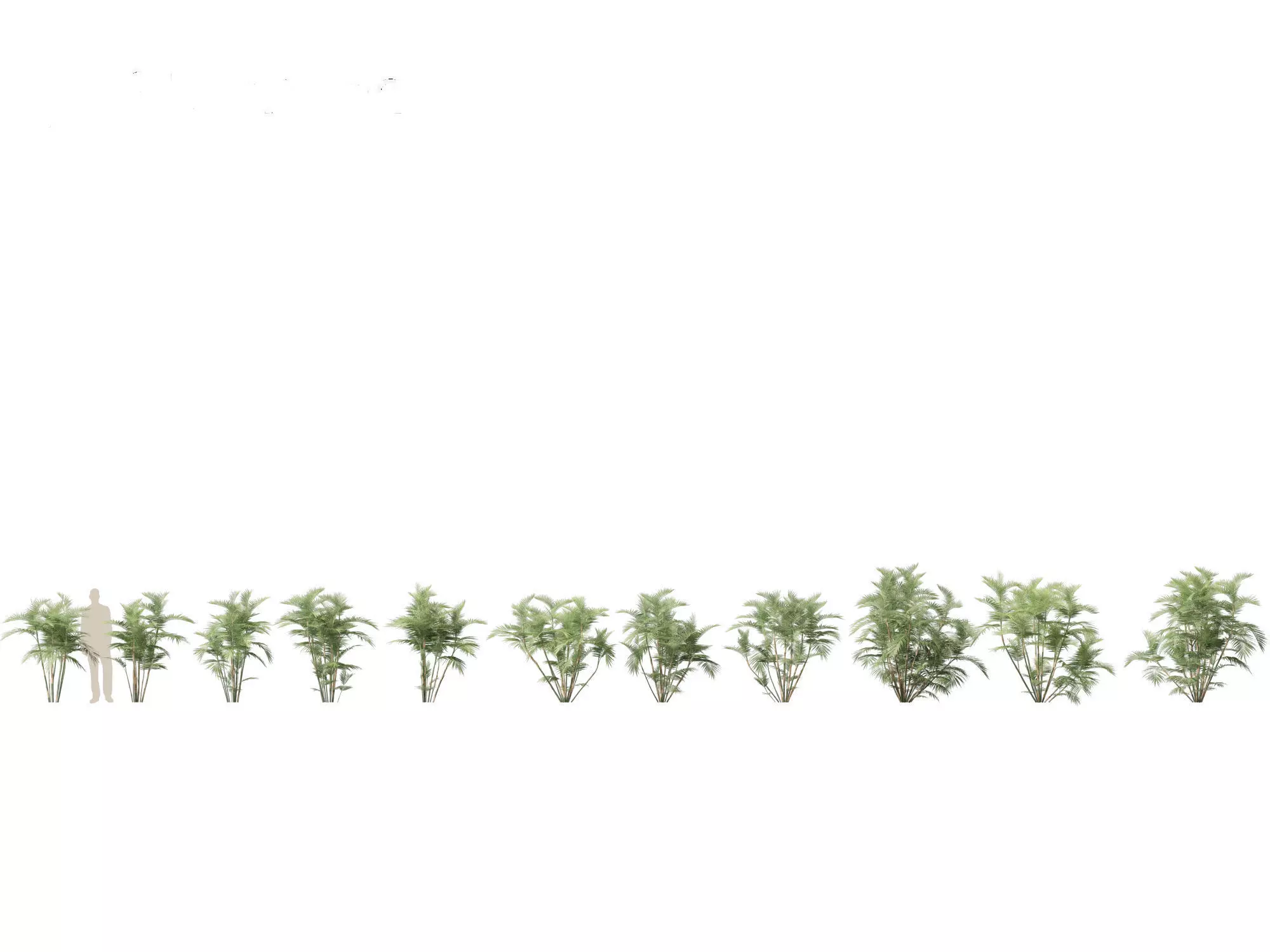 Palms Exotics Pack 25 3D model_14