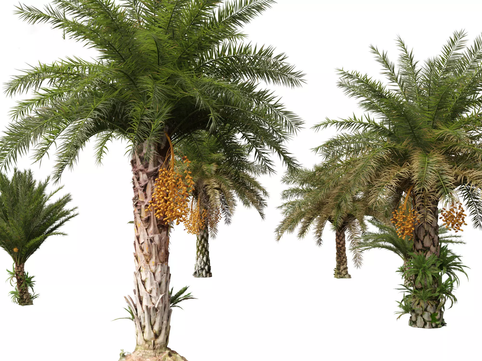 Palms Exotics Pack 25 3D model_22
