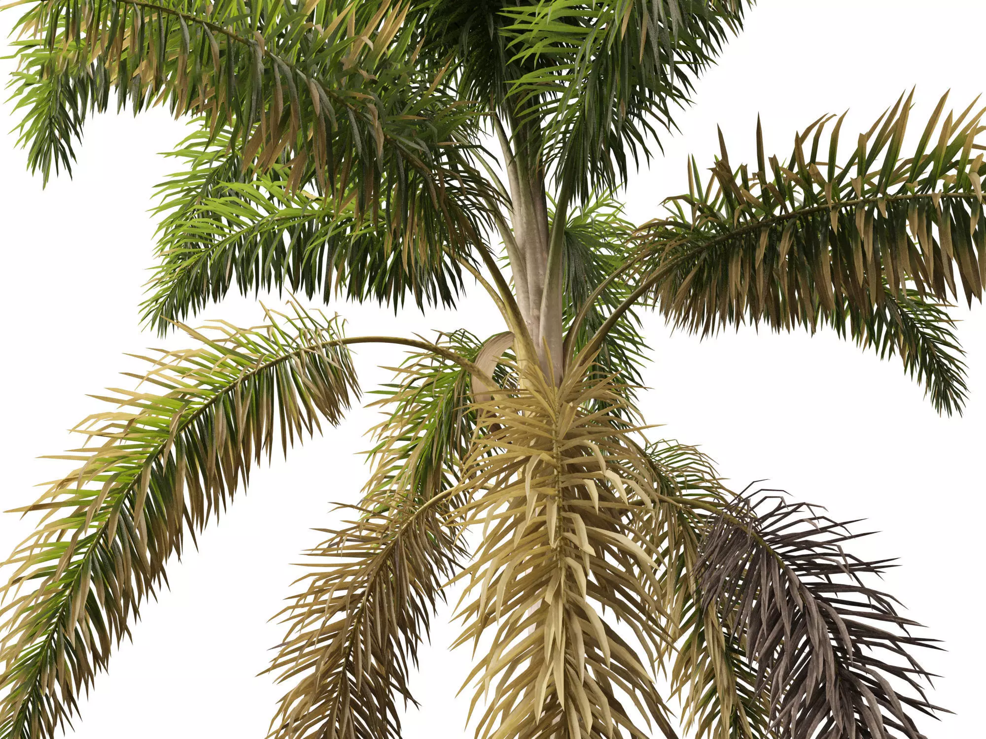 Palms Exotics Pack 25 3D model_26