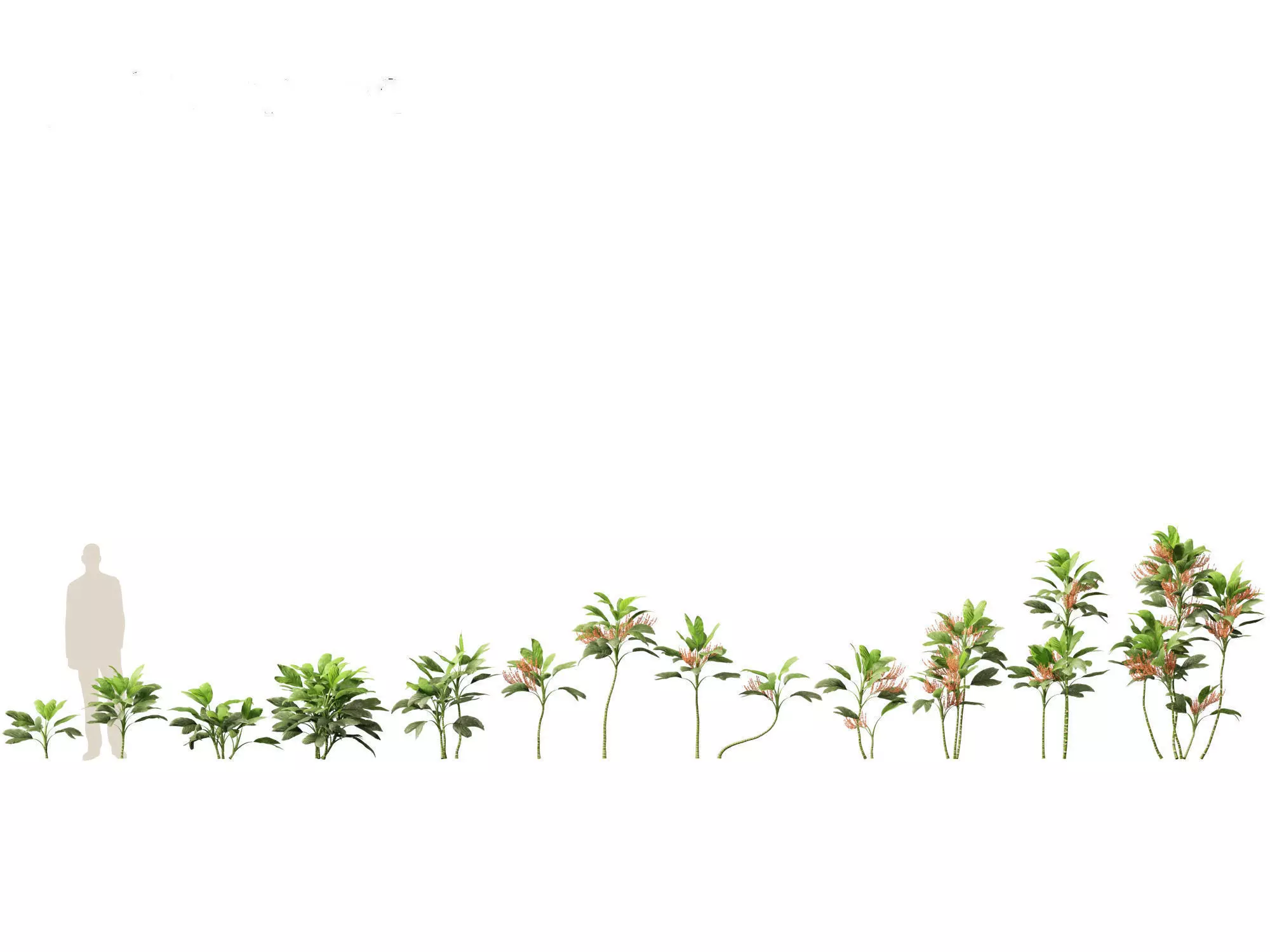 Palms Exotics Pack 25 3D model_13