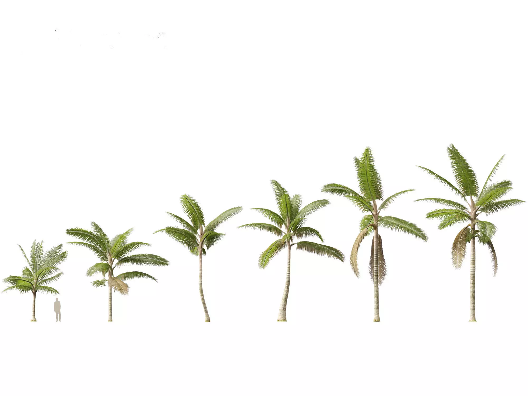 Palms Exotics Pack 25 3D model_1